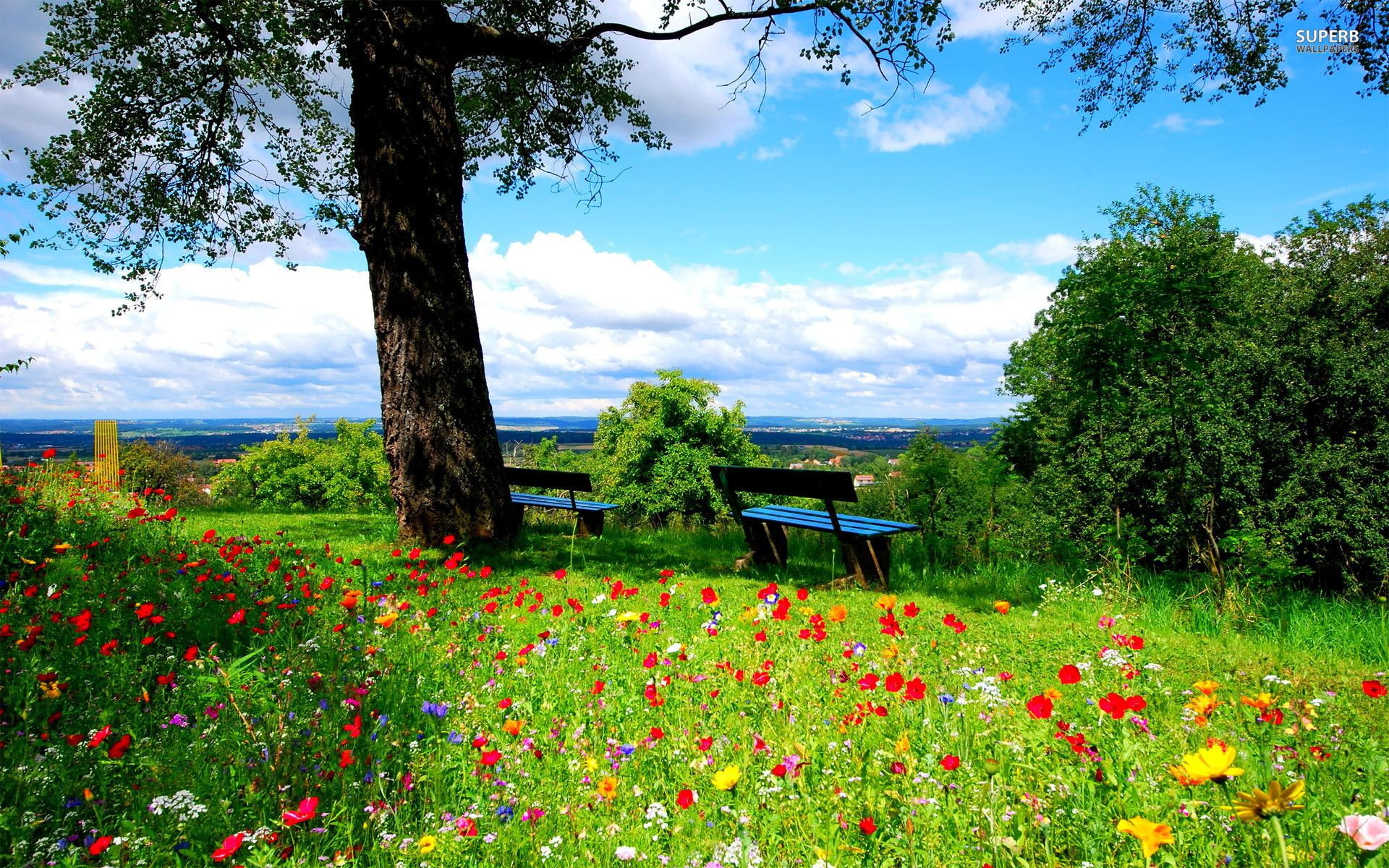 1920x1200 Wallpaper / scenery, peaceful, natur, 1080P, beautiful, spring, benches, day, clouds, calm, trees, flowers, nature, park free download, Desktop