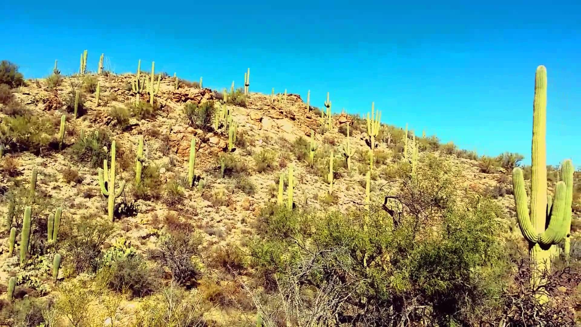 1920x1080 Saguaro National Park Rincon Mountain District, Desktop