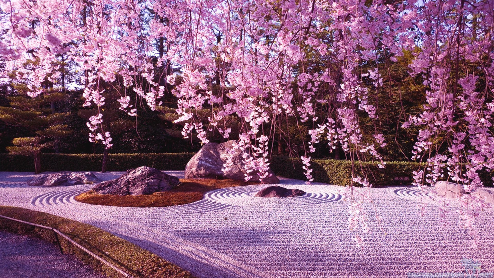 1920x1080 Awesome Sakura wallpaperx1080, Desktop