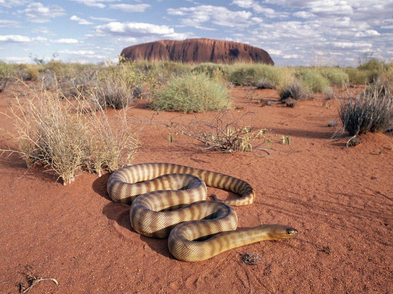 1600x1200 Woma Python Uluru National Park Australia, Desktop