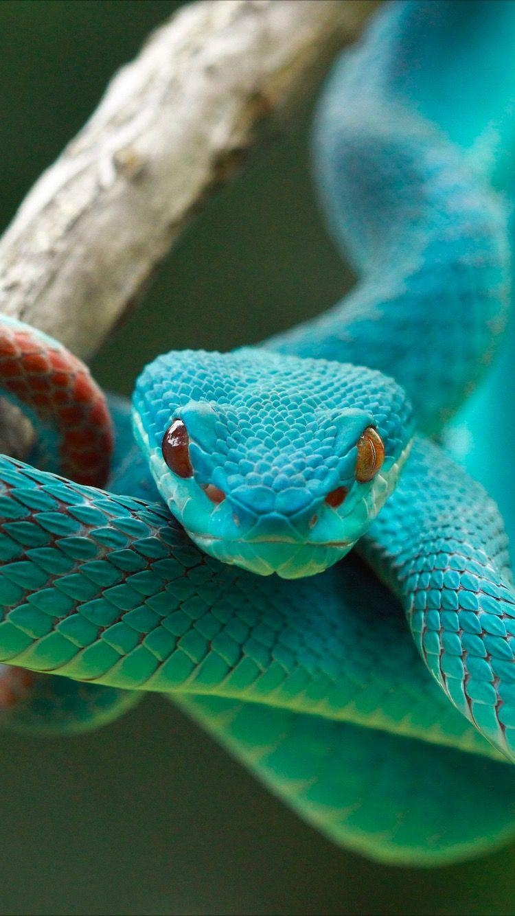 750x1340 Emerald snake. Snake wallpaper, Pet.com, Phone