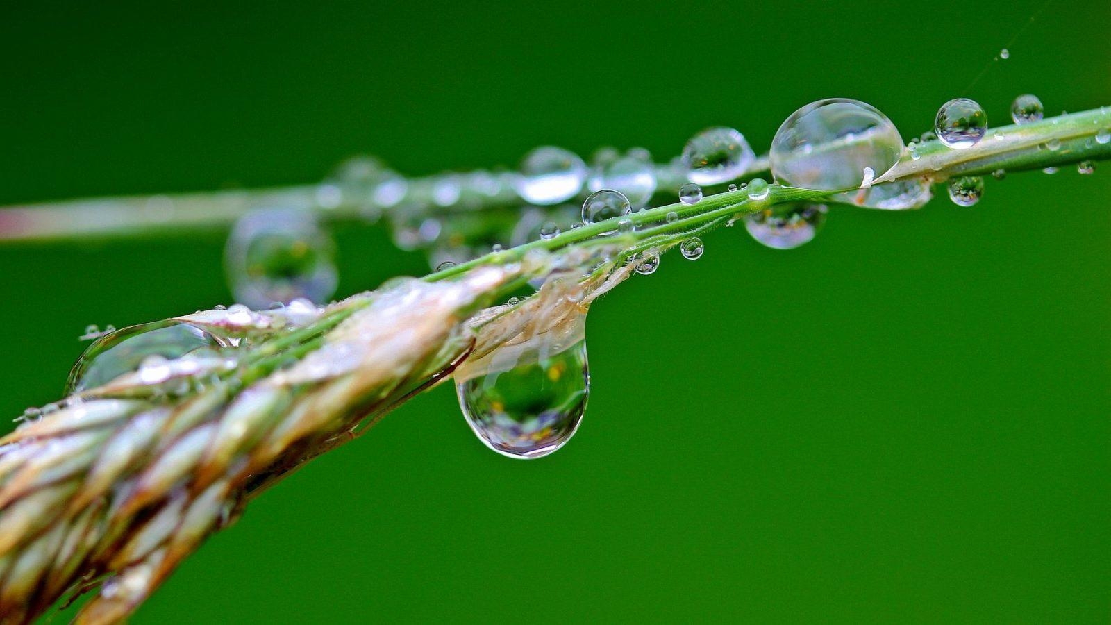 1600x900 Raindrops HD Wallpaper. HD Wallpaper Background, Desktop