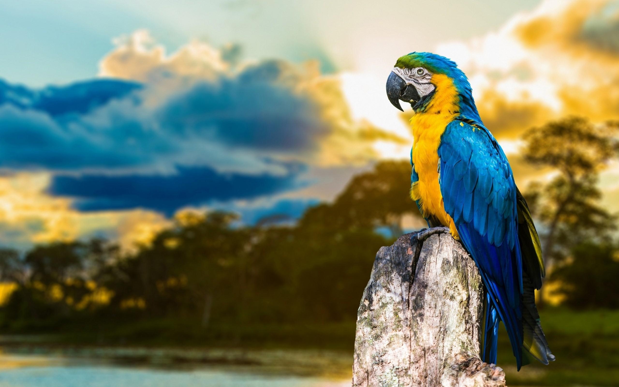 2560x1600 Macaw Parrot HD Wallpaper, Desktop