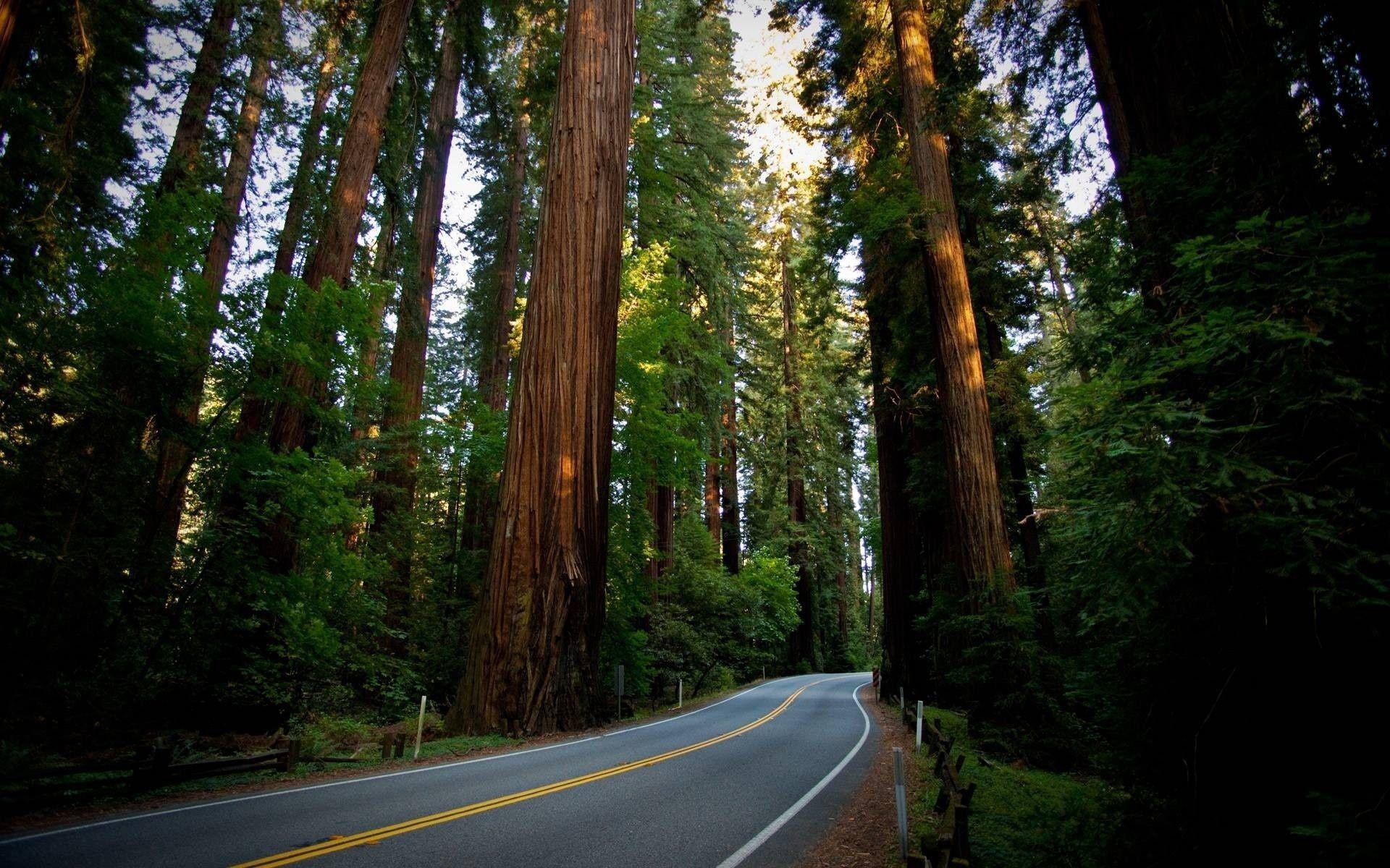 1920x1200 Redwood National Park Desktop Wallpaper, Redwood National Park, Desktop