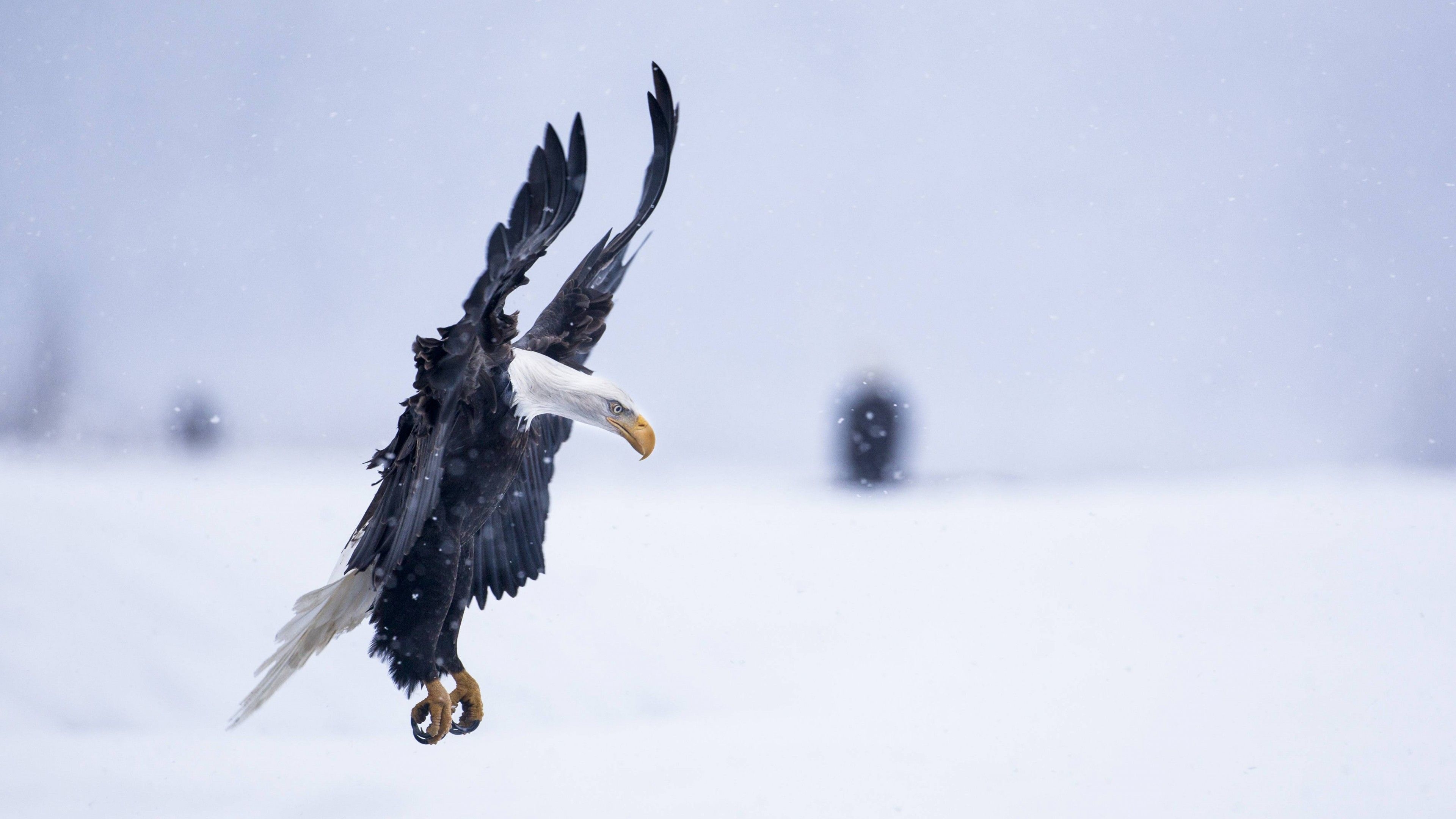 3840x2160 Wallpaper Eagle, Alaska, 5k, 4k wallpaper, HD, flight, winter, Desktop