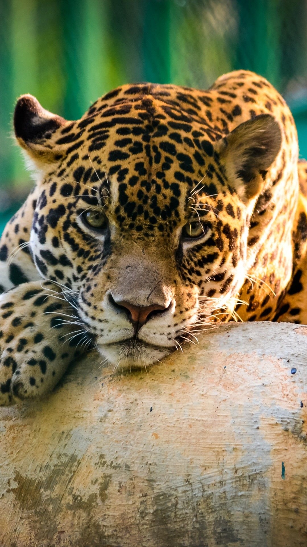 1080x1920 Jaguar Animal Wallpaper, Phone