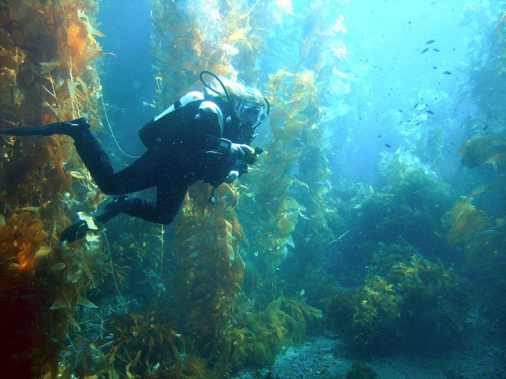 1030x770 Diving Channel Islands National Park to diving Channel, Desktop