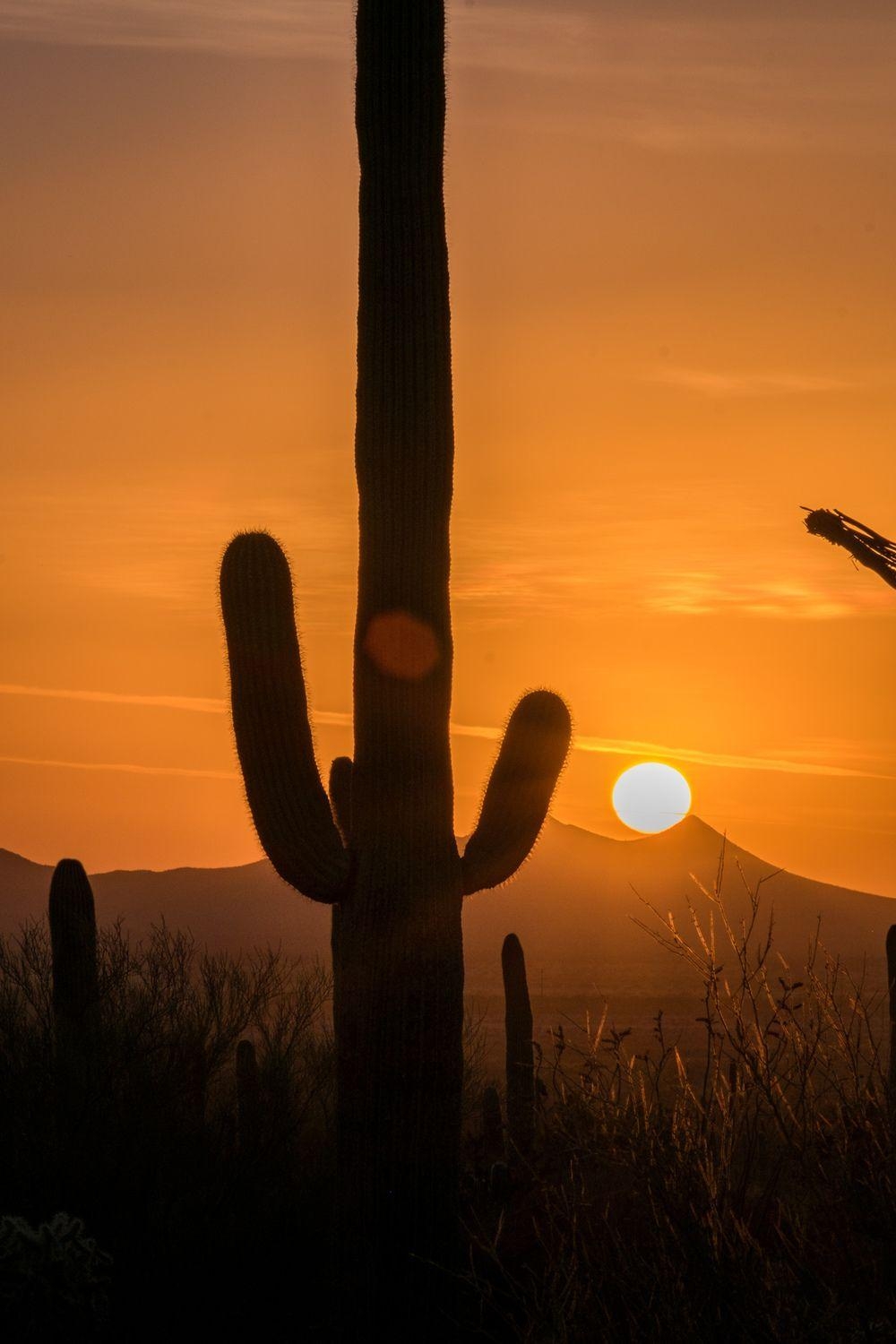 1000x1500 Saguaro National Park, Phone