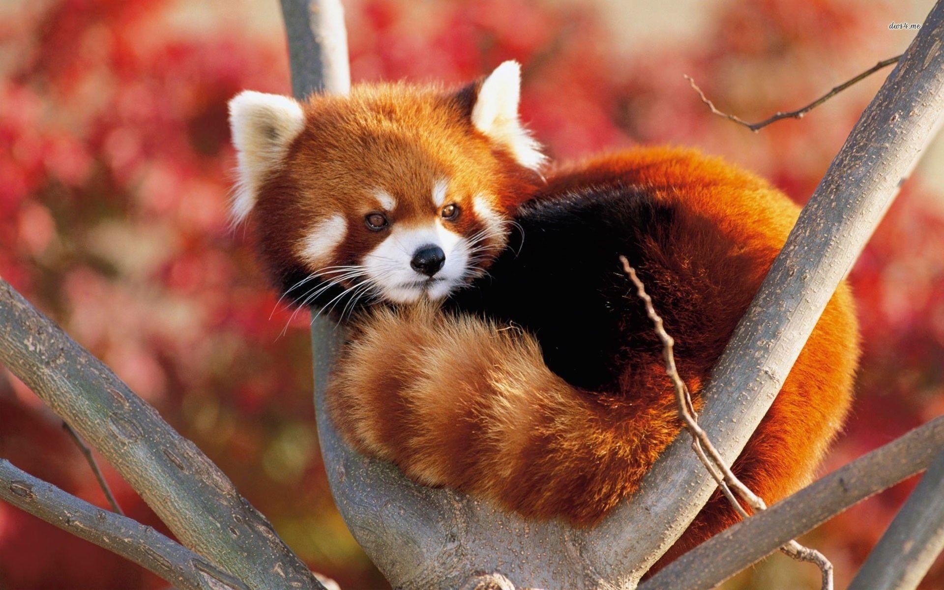 1920x1200 Red Panda Wallpaper HD, Desktop