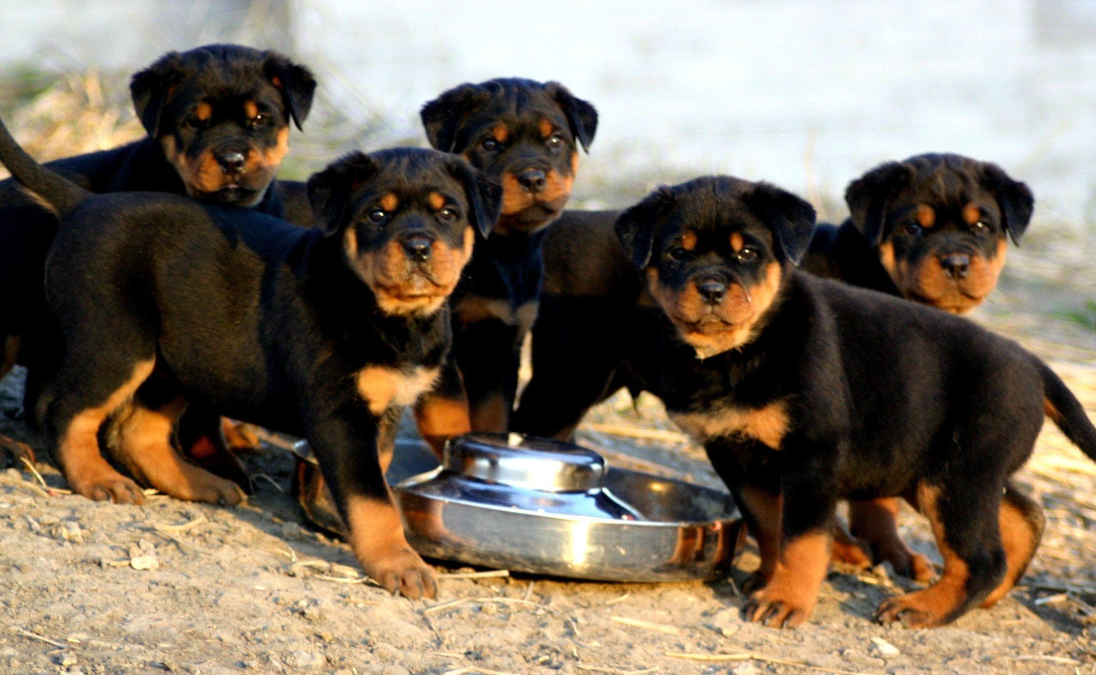 2250x1390 Breeding Rottweiler Dog Wallpaper The Dog Wallpaper, Desktop