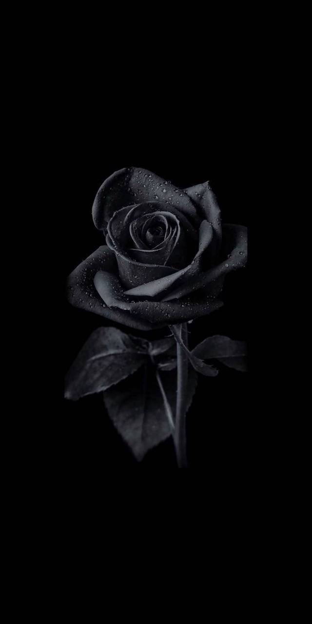 640x1280 Download Black Rose wallpaper by Abtahialamking now. Browse millions o. Cute black wallpaper, Black roses wallpaper, Black flowers wallpaper, Phone