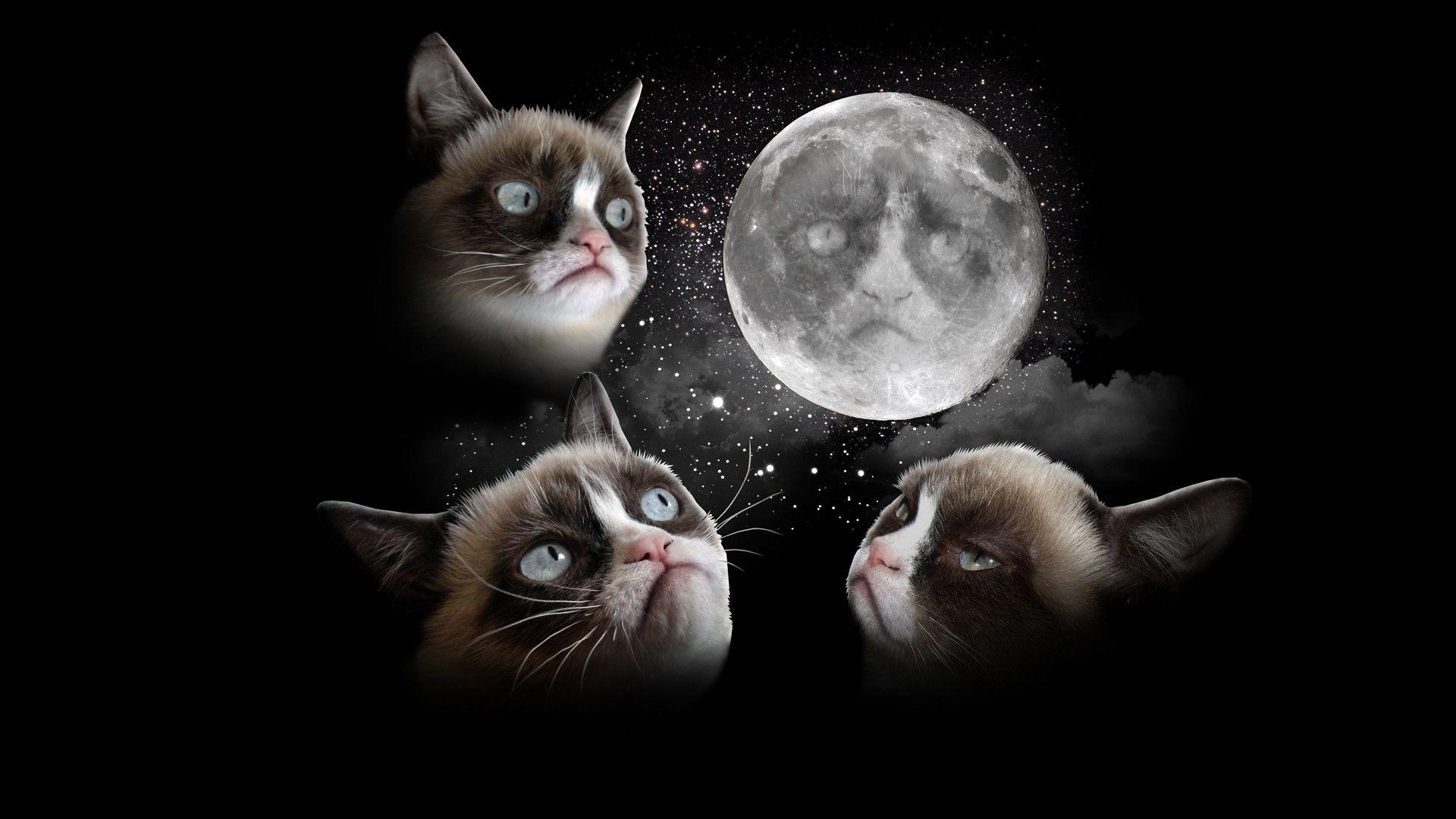 1920x1080 Grumpy Cat Wallpaper, Grumpy Cat PC Background LUY, Desktop