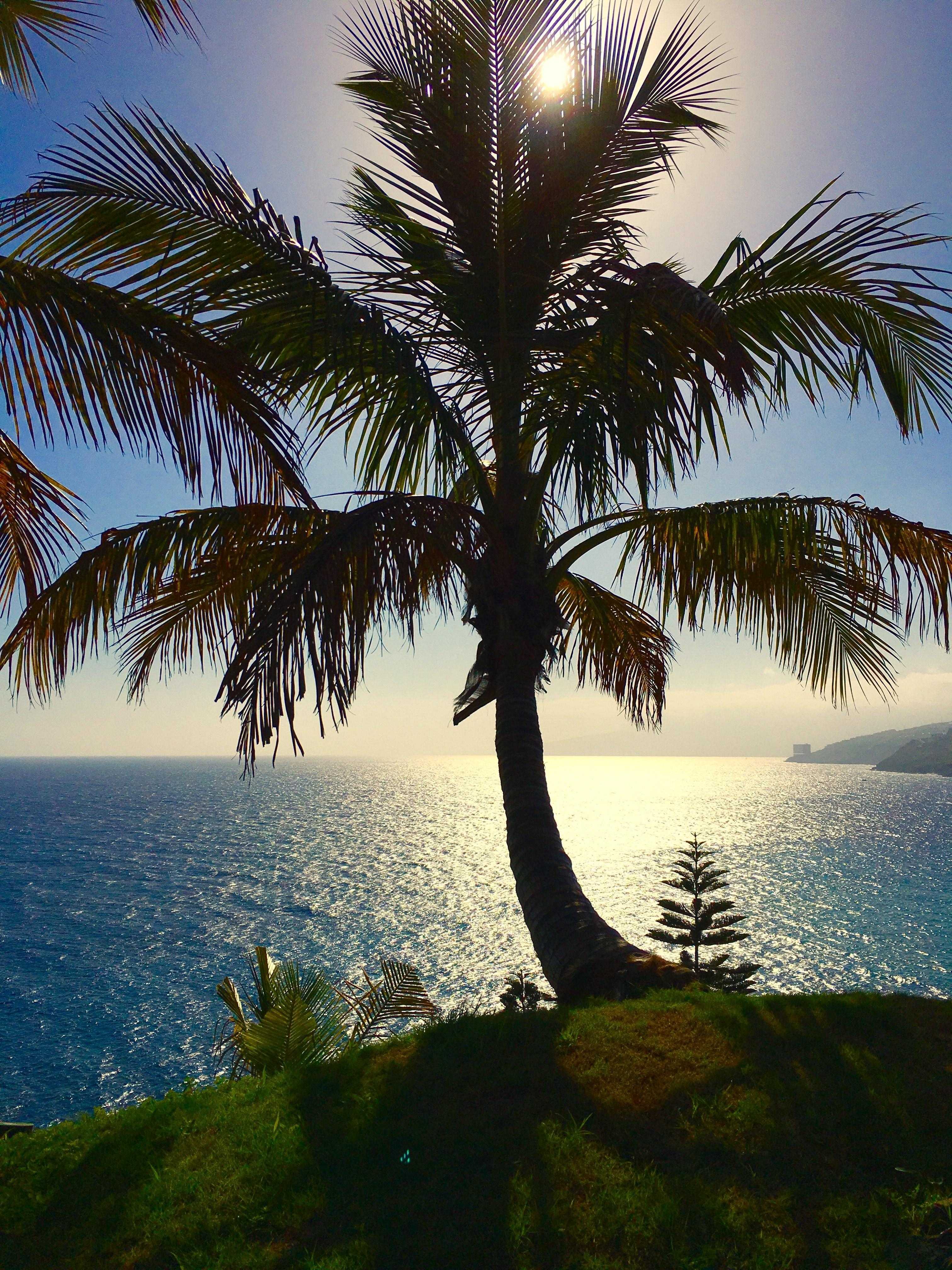 3030x4040 Nature, Tenerife, Palm, Canary Islands, palm tree, sea free image, Phone