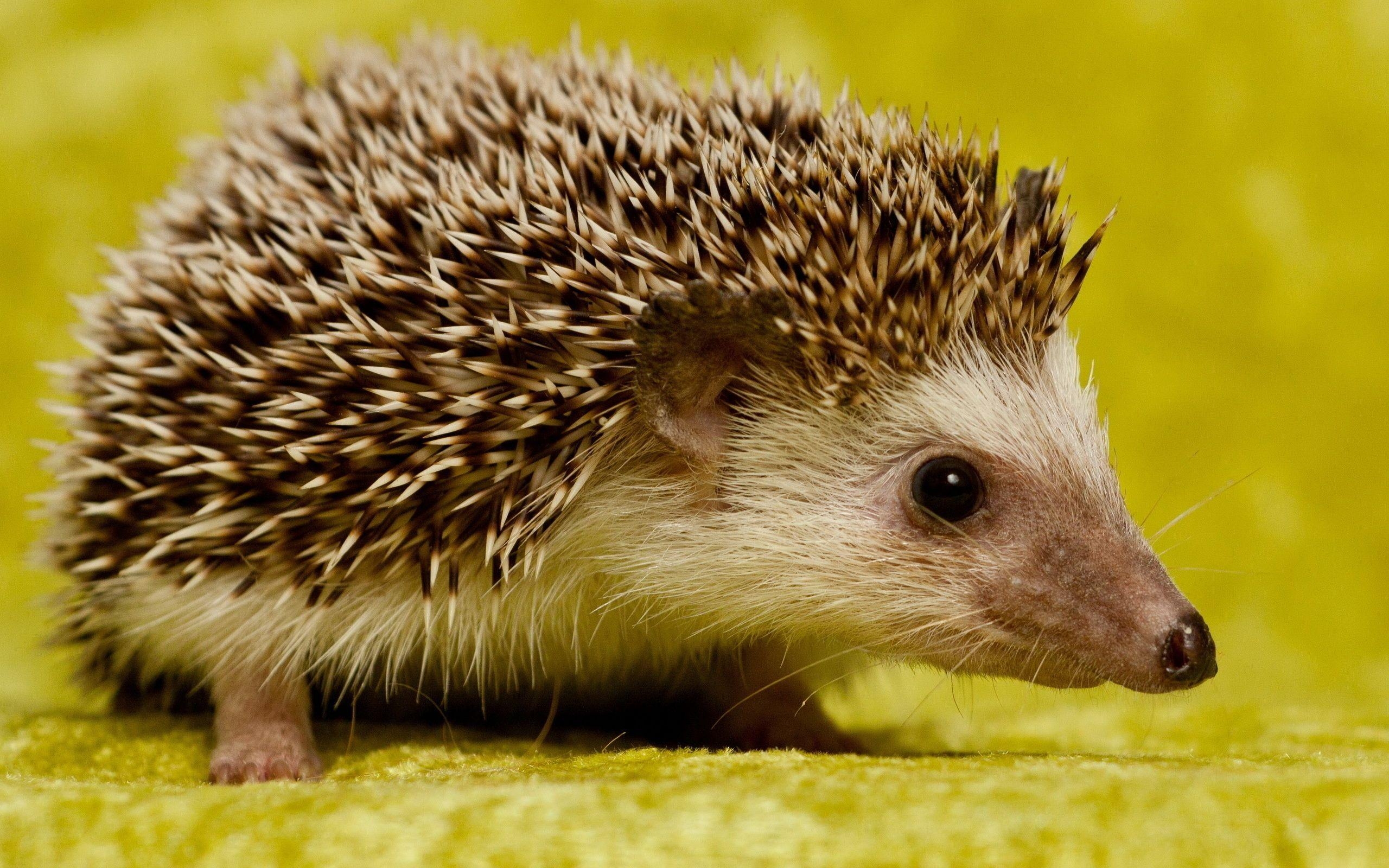 2560x1600 Hedgehog HD Wallpaper, Desktop