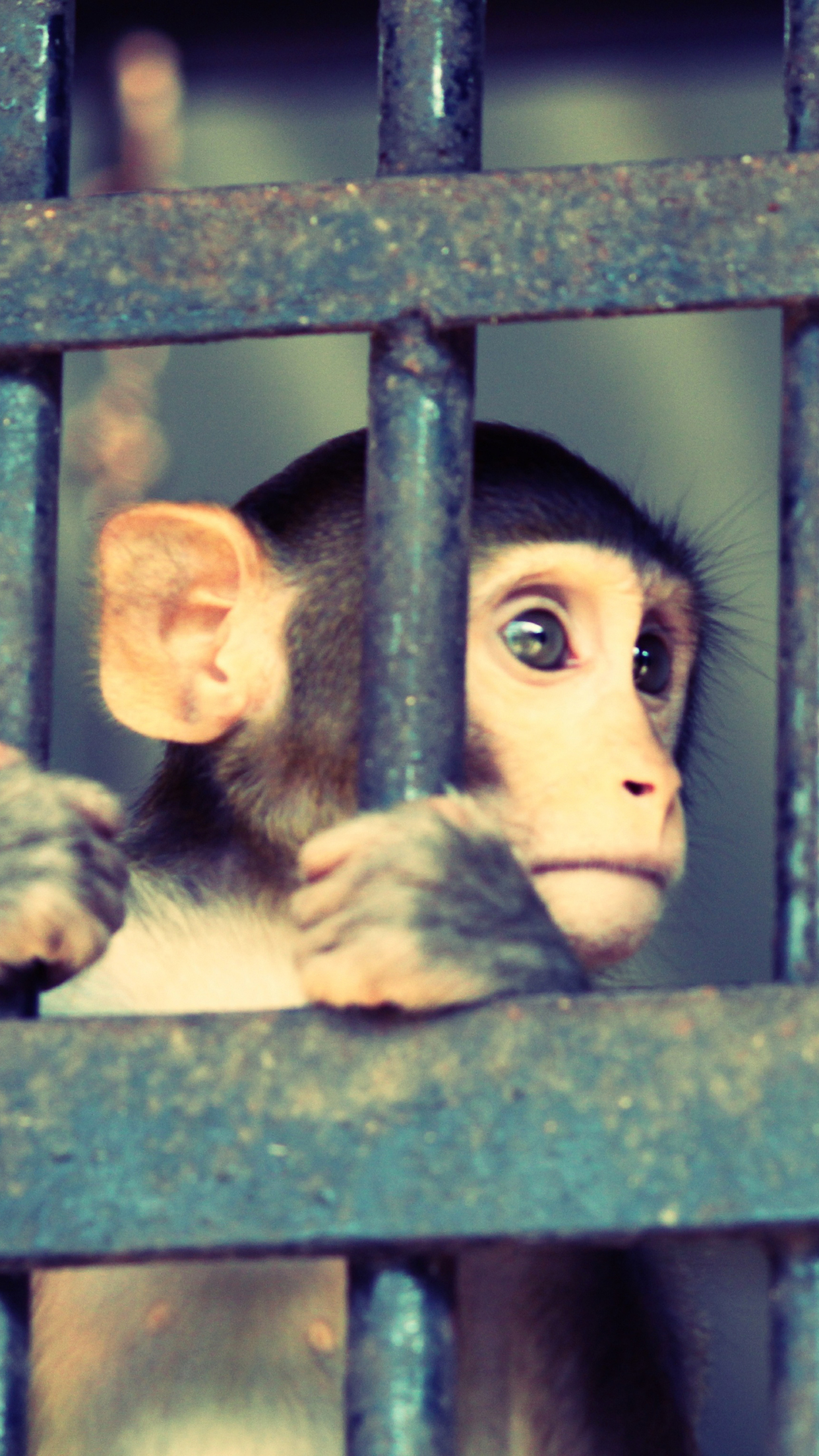 1250x2210 Monkey Jail Wallpaper for iPhone Pro Max, X, 6, Phone