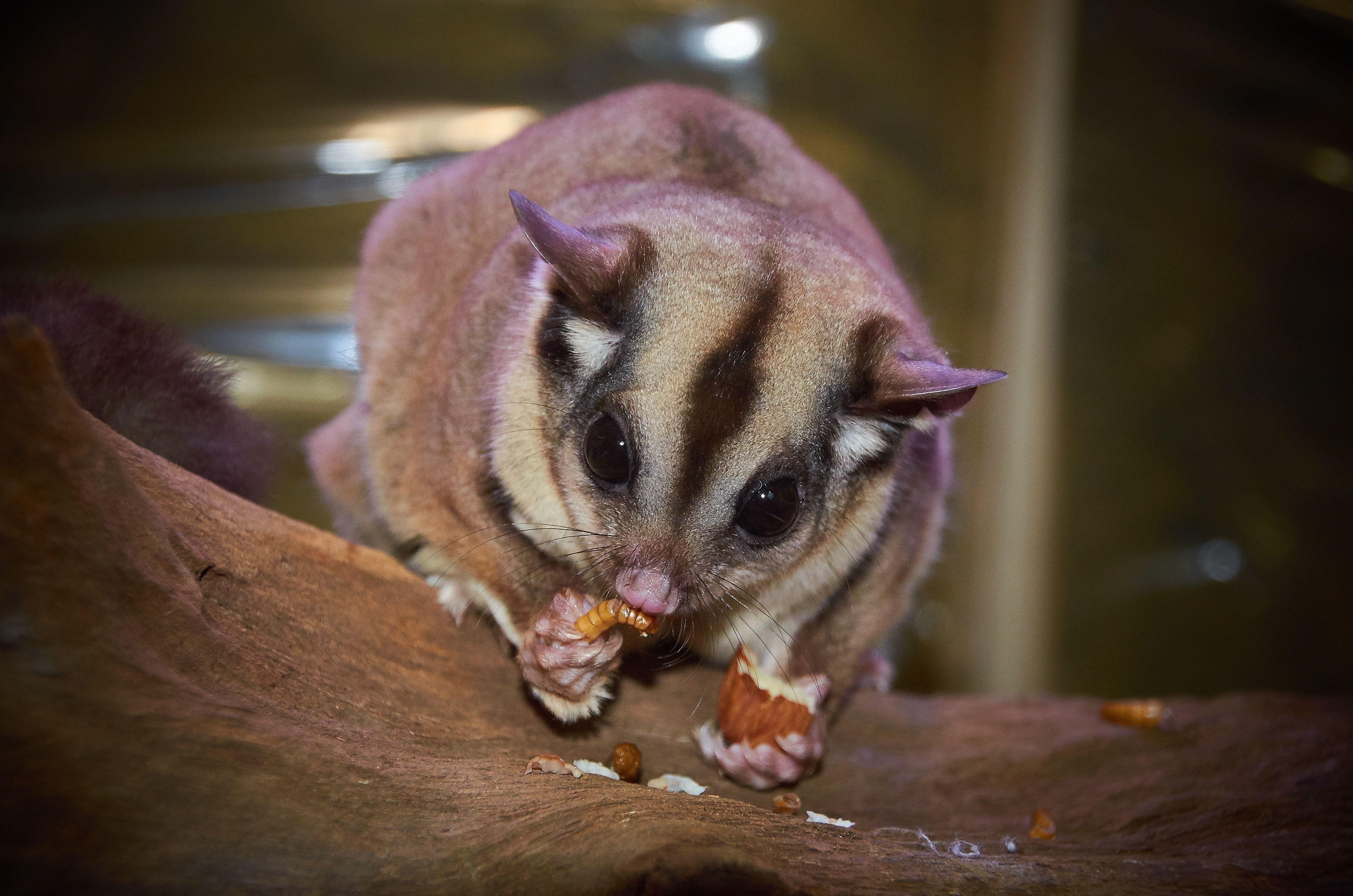 4930x3270 brown sugar glider free image, Desktop