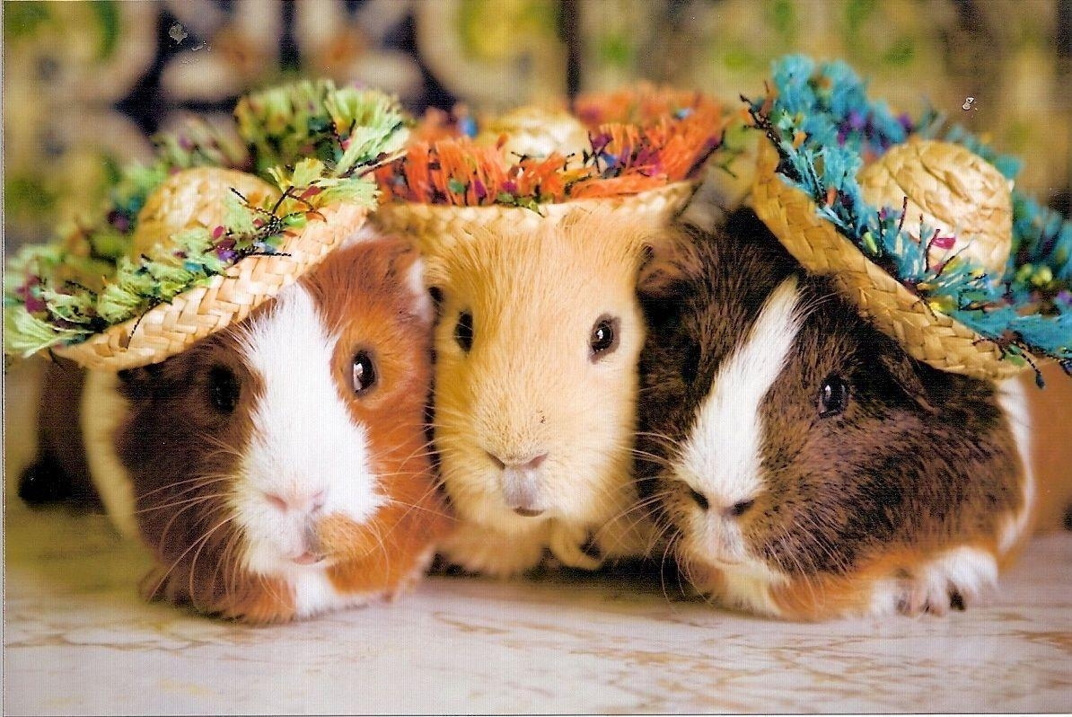 1200x800 What Breed of Guinea Pig Are You?, Desktop