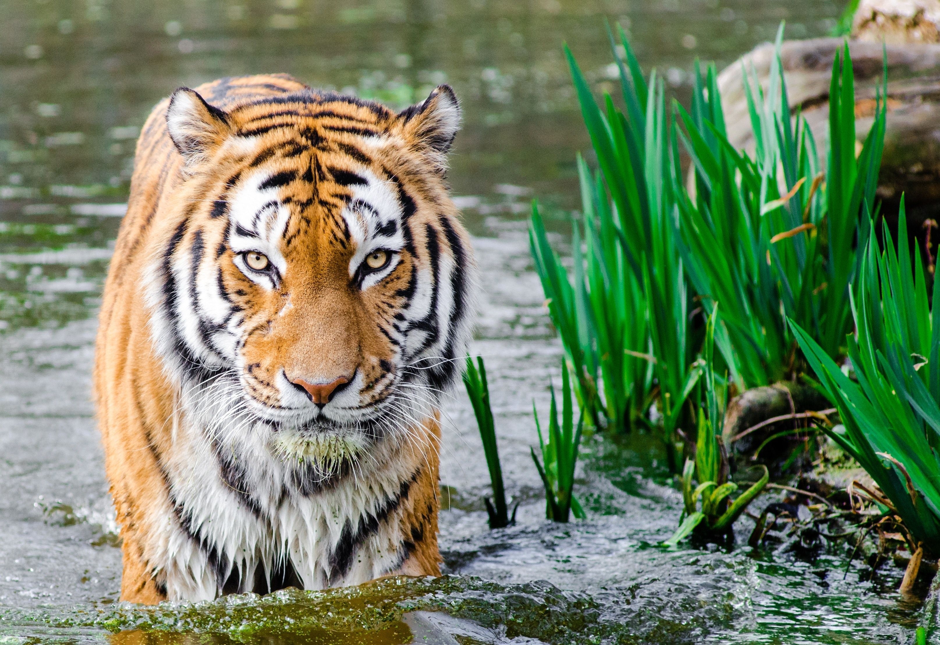 3230x2220 Tiger 4K wallpaper for your desktop or mobile screen free and easy to download, Desktop