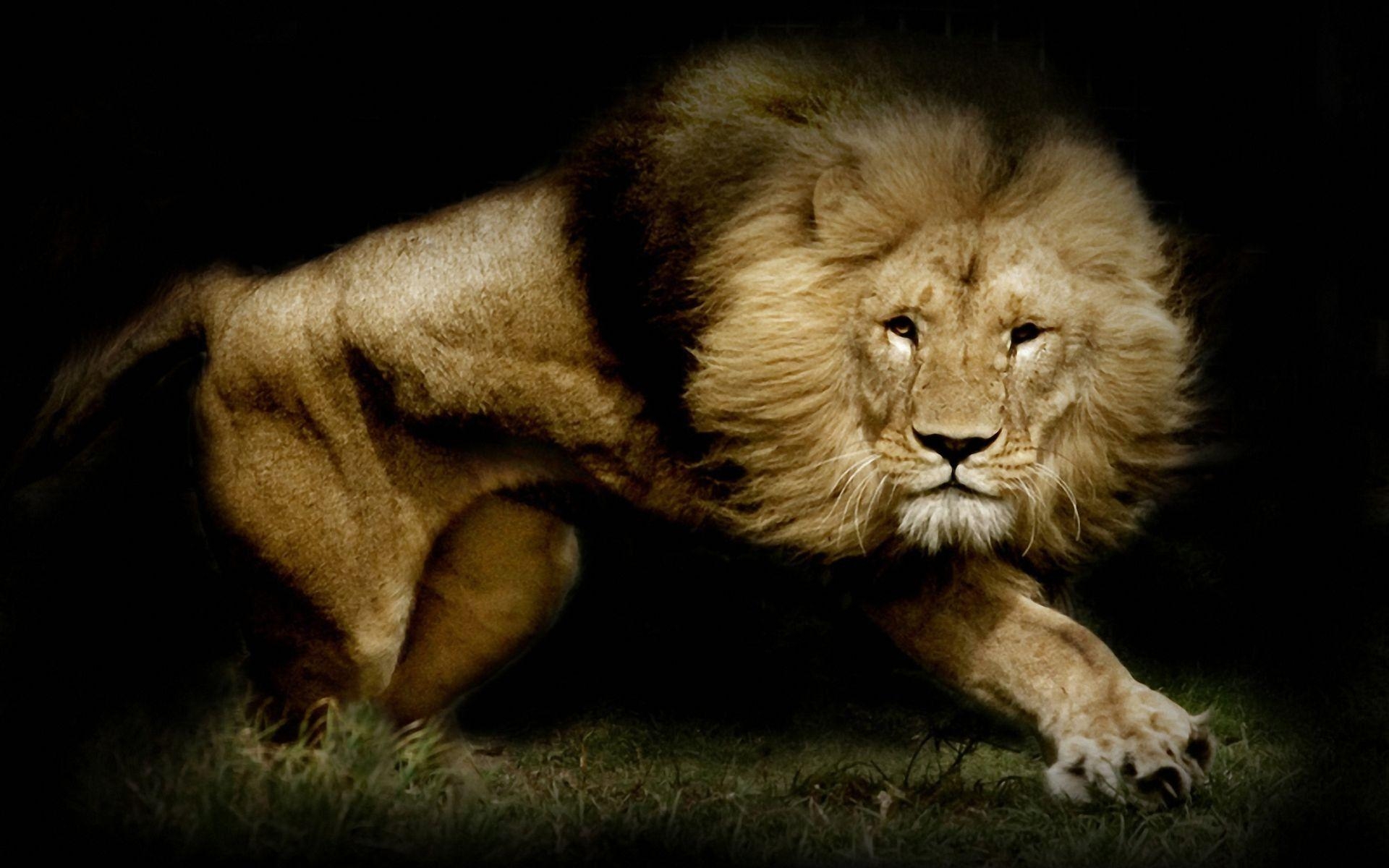 1920x1200 Lion Computer Wallpaper, Desktop Background  Id: 322877, Desktop