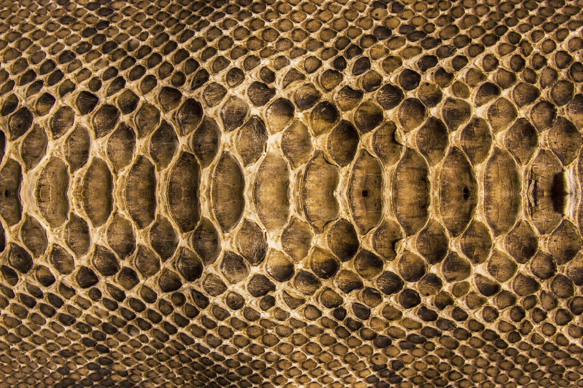 1920x1280 textures snake leather scales colors HD wallpaper, Desktop