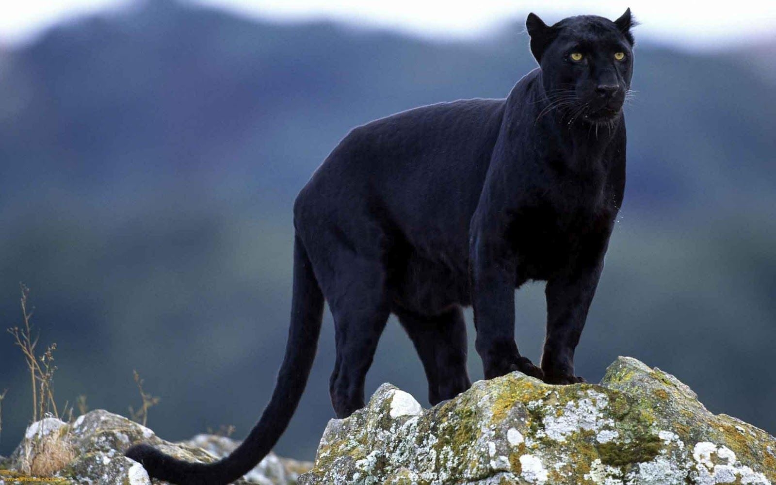 1600x1000 Animals Wallpaper: Black Puma With Yellow Eyes Wallpaper, Desktop