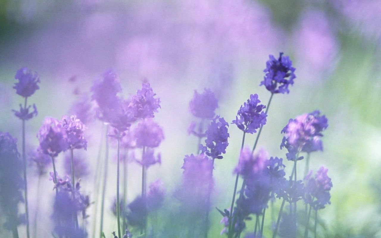 1280x800 Lavender Flower Background, Desktop