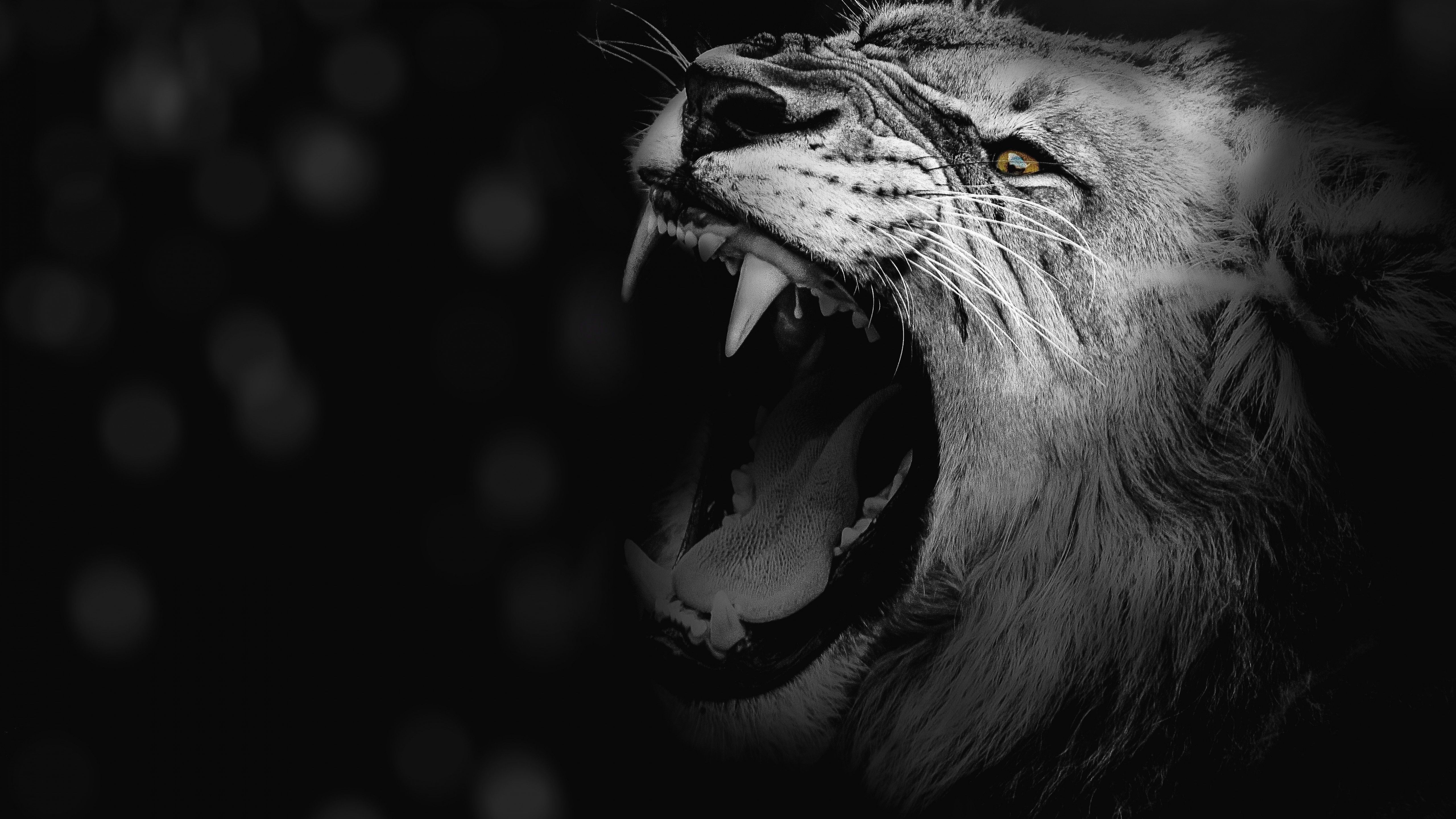 5120x2880 Lion 4K Wallpaper, Roaring, African, Predator, 5K, Animals, Desktop