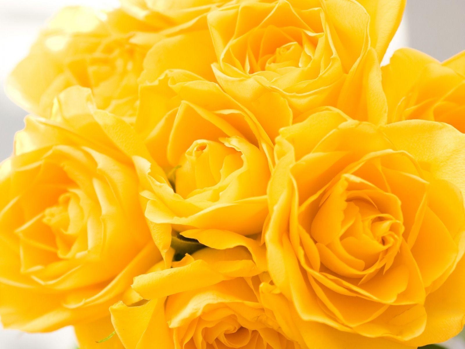 1600x1200 Flowers For > Yellow Roses Flowers Wallpaper, Desktop