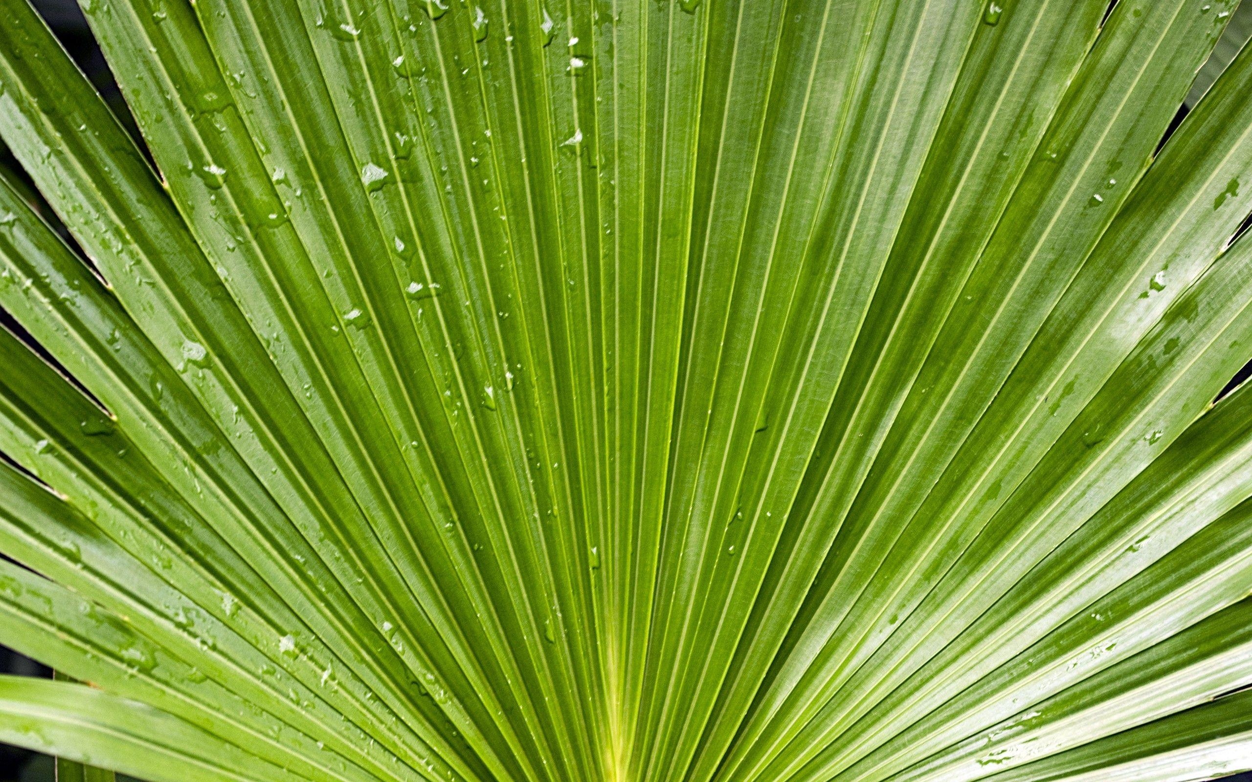 2560x1600 Green water drop plants palm leaves wallpaper, Desktop