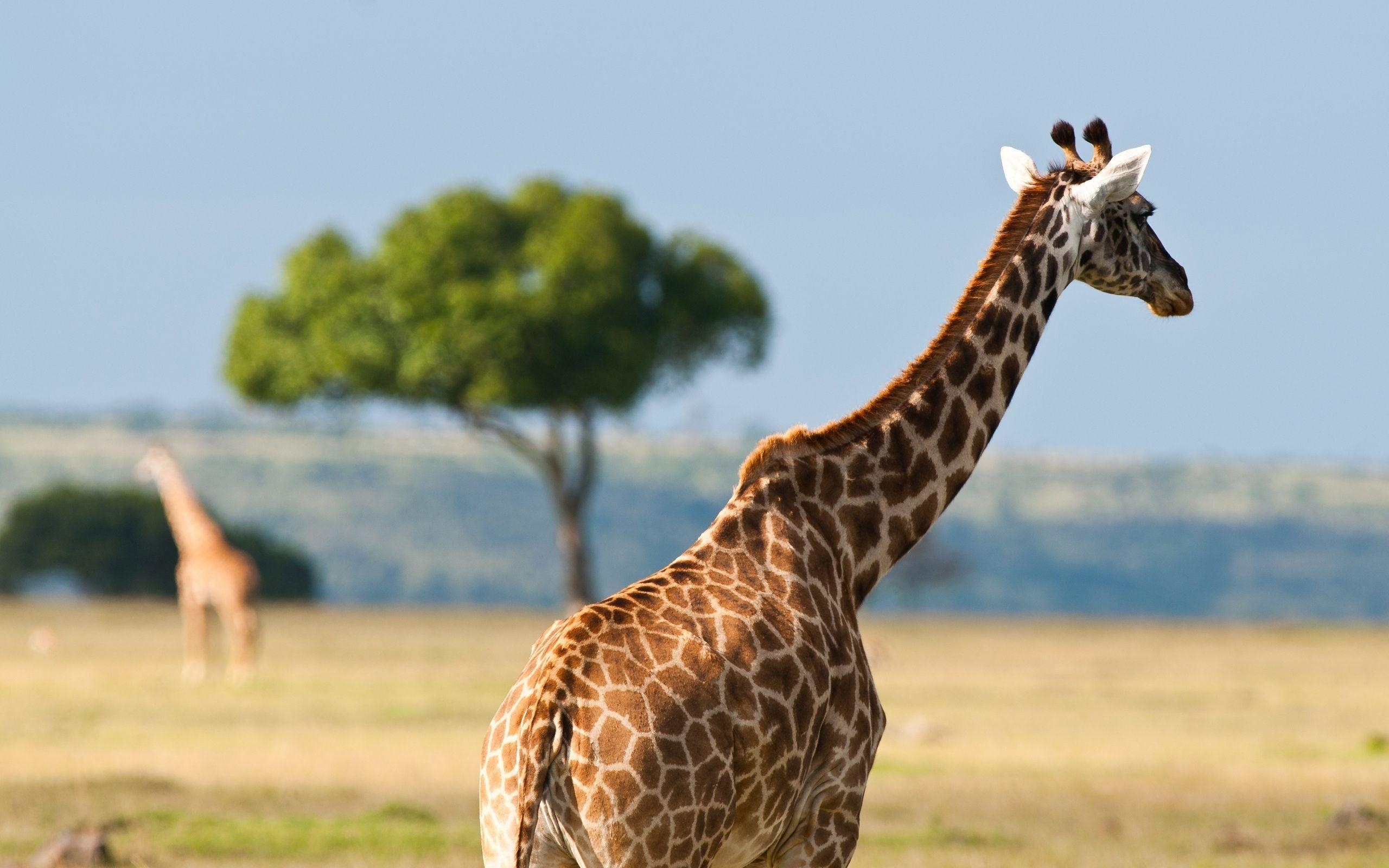 2560x1600 Giraffe In The Safari, Desktop