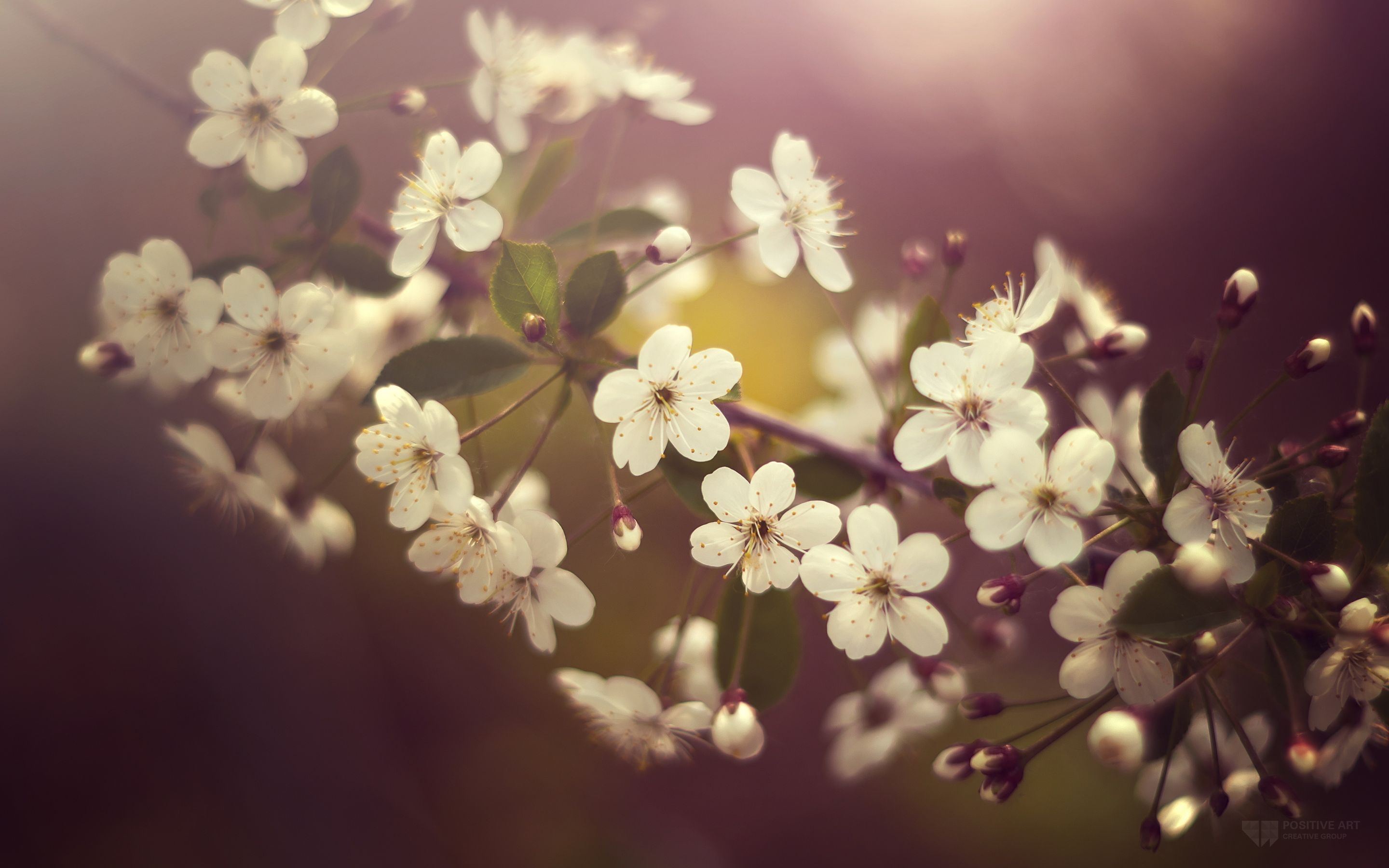 2880x1800 spring nature wallpaper Desktop Wallpaperk HD, Desktop