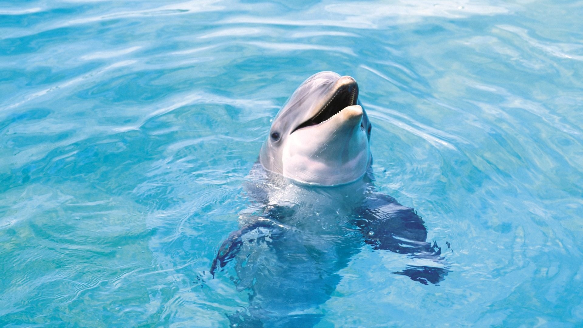 1920x1080 dolphin 3. Dolphins animal, Ocean animals, Worlds cutest animals, Desktop