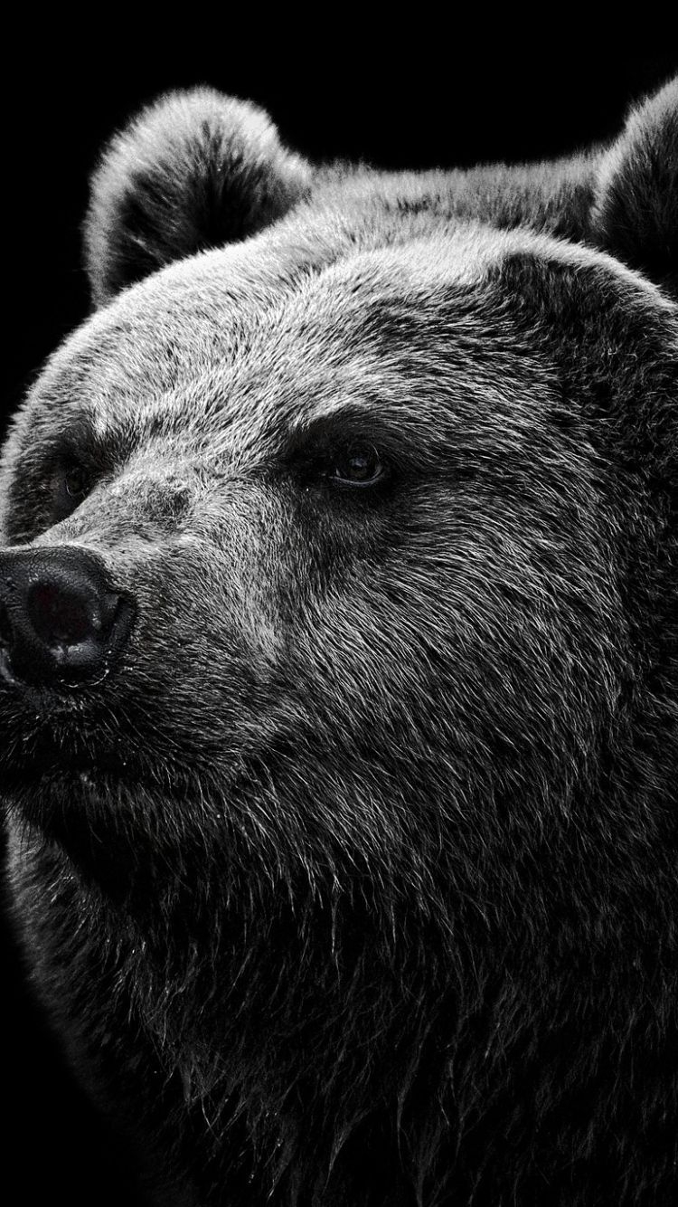 750x1340 Bear Wallpaper, HD Bear Background on WallpaperBat, Phone