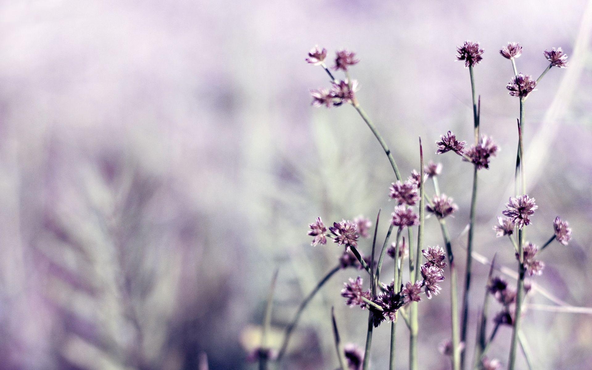 1920x1200 Purple Flower Wallpaper (24), Desktop