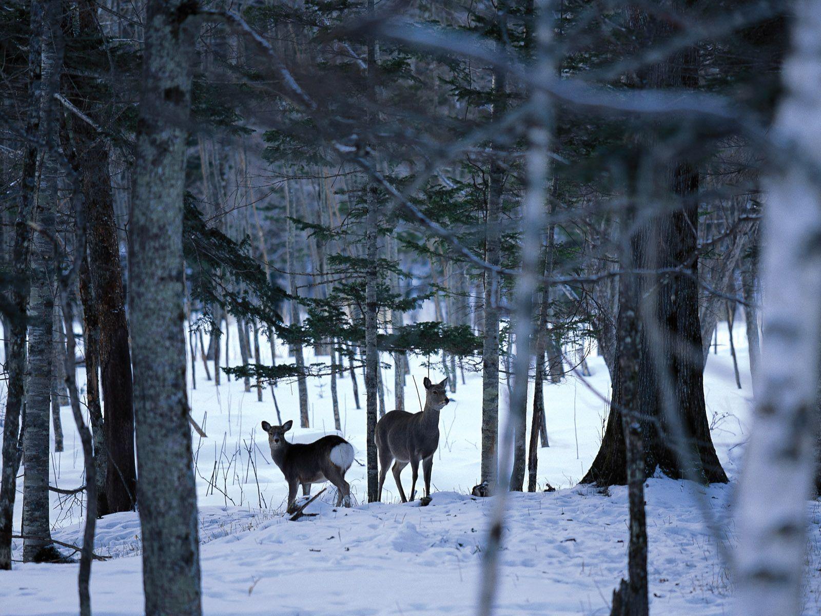 1600x1200 Winter Scenes Wallpaper 24 Background. Wallruru, Desktop