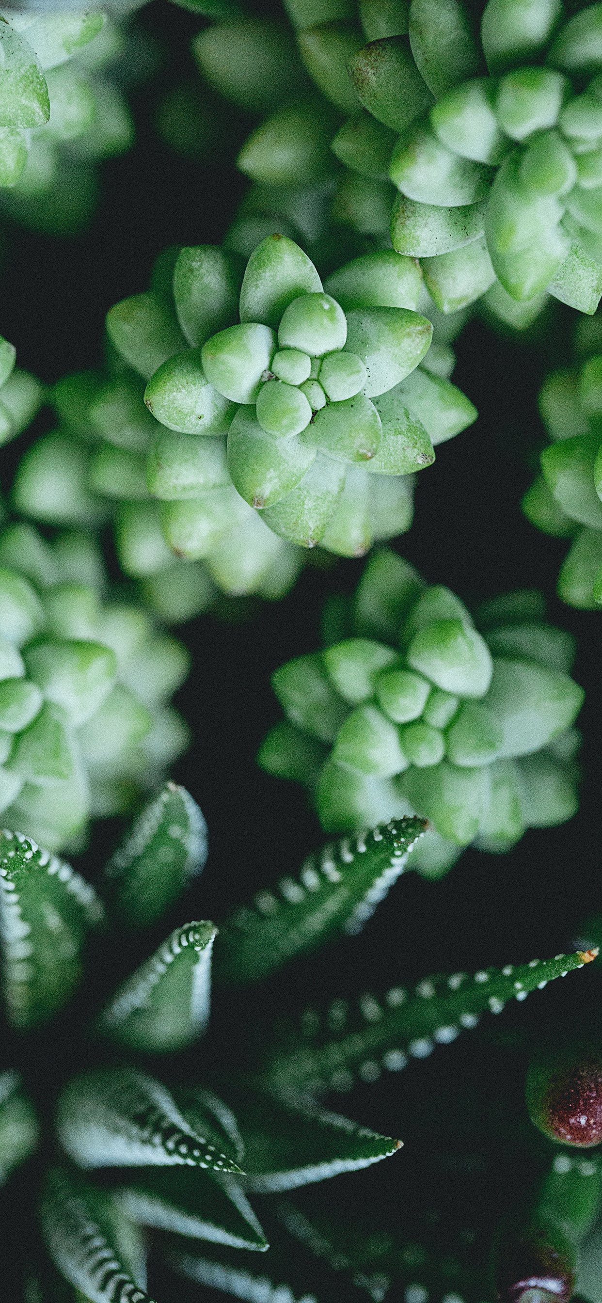 1250x2690 Succulent plant Wallpaper for iPhone X, 6, Phone