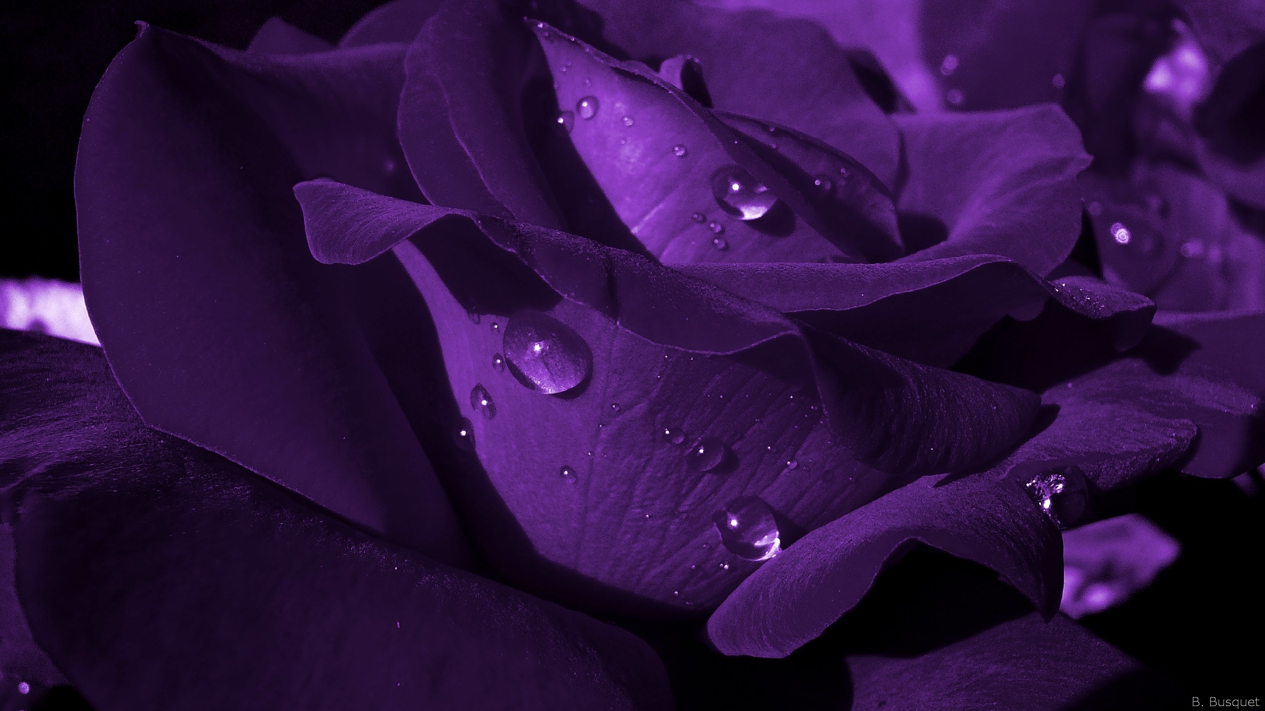 2560x1440 Royal Purple Wallpaper, Desktop