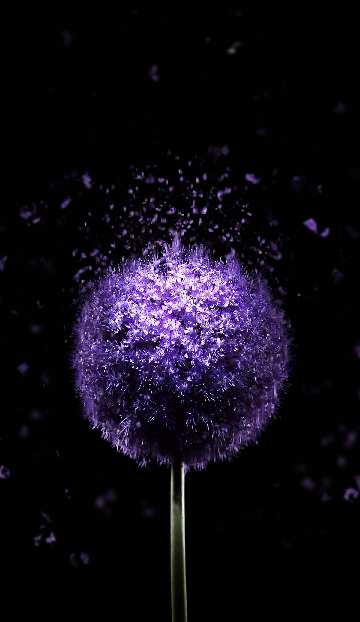 1200x2080 Violet Flower 4K AMOLED Wallpaper. Purple wallpaper, Phone