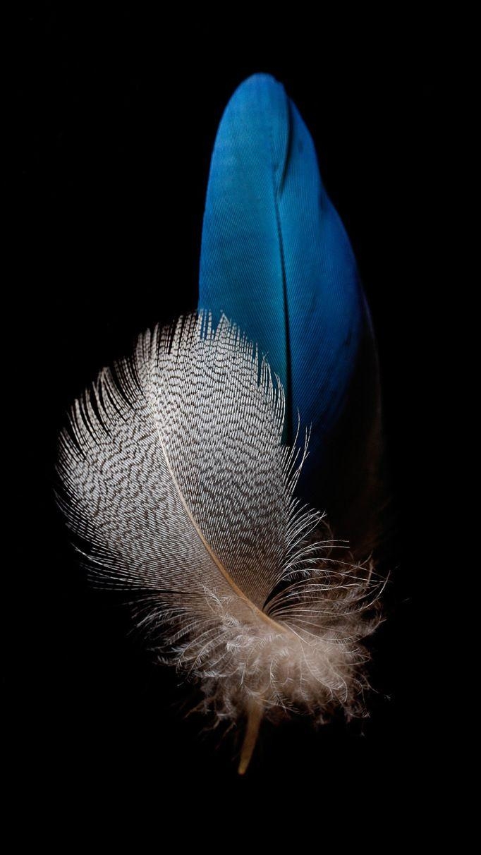 690x1220 Huawei P8 lite Feather Wallpaper, Phone