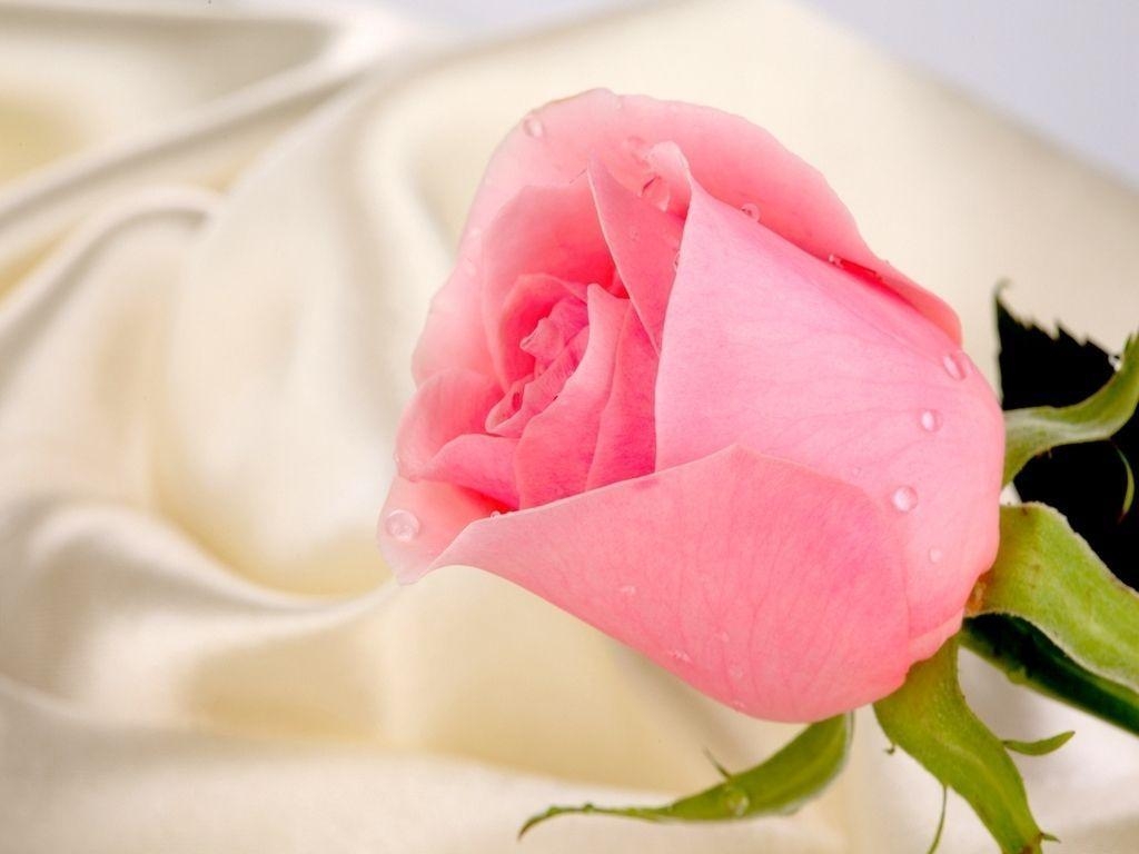 1030x770 Pink Rose for Princess, Desktop