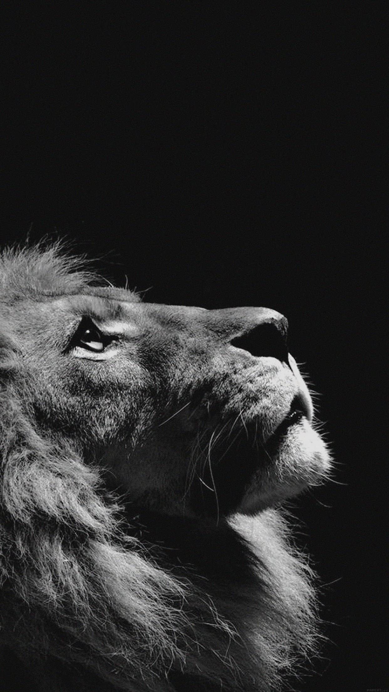 1250x2210 Free download 74 Lion iPhone Wallpaper, Phone