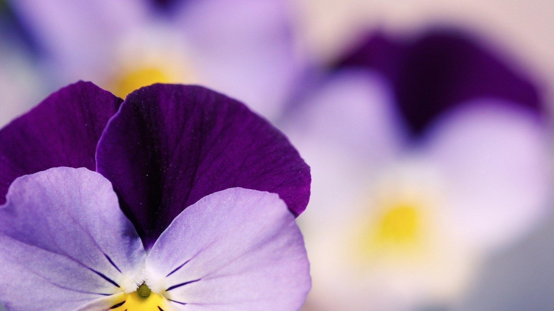 1920x1080 Viola Tricolor Pansy Flower Bokeh Focus HD Wallpaper, Desktop