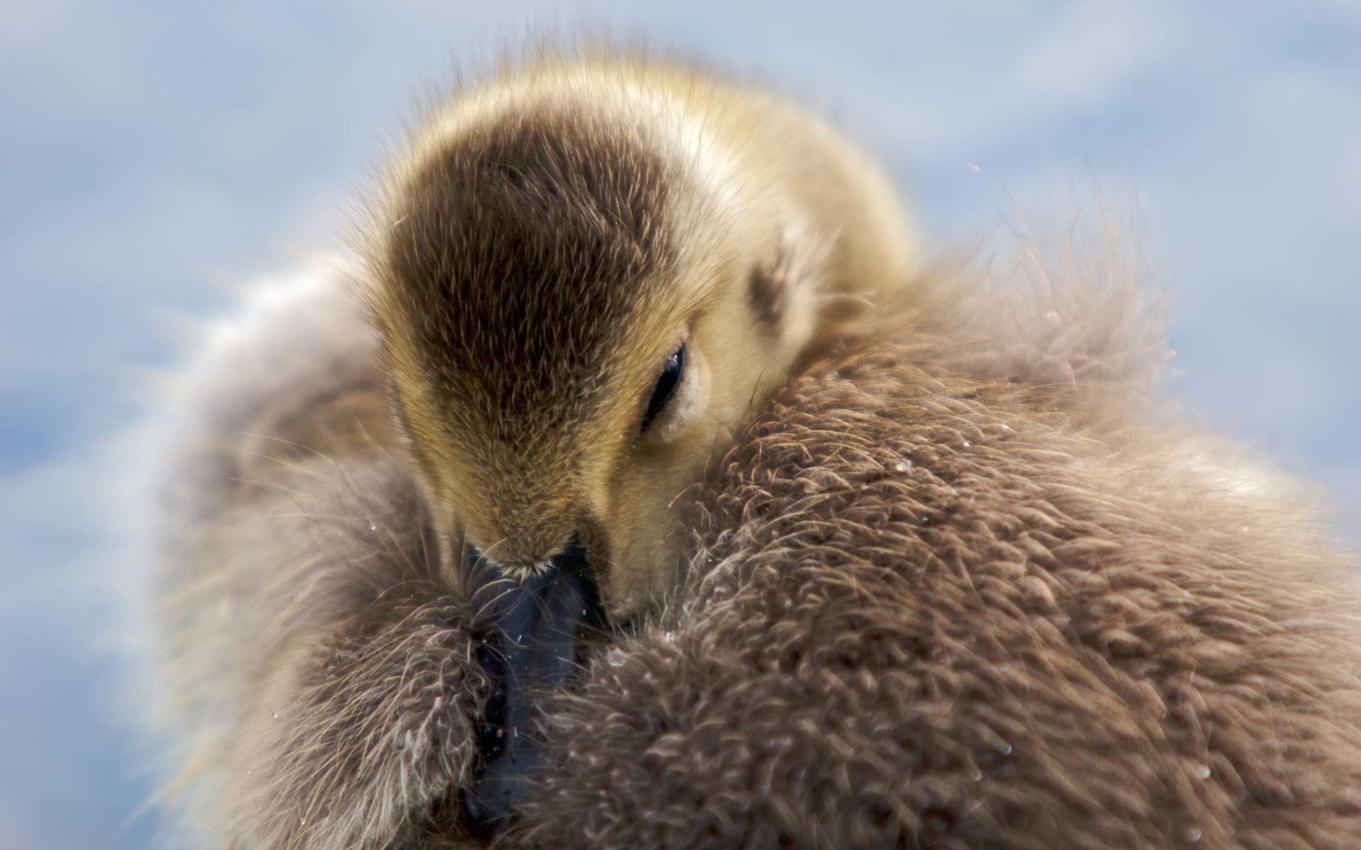 1920x1200 Fluffy Goose, Desktop