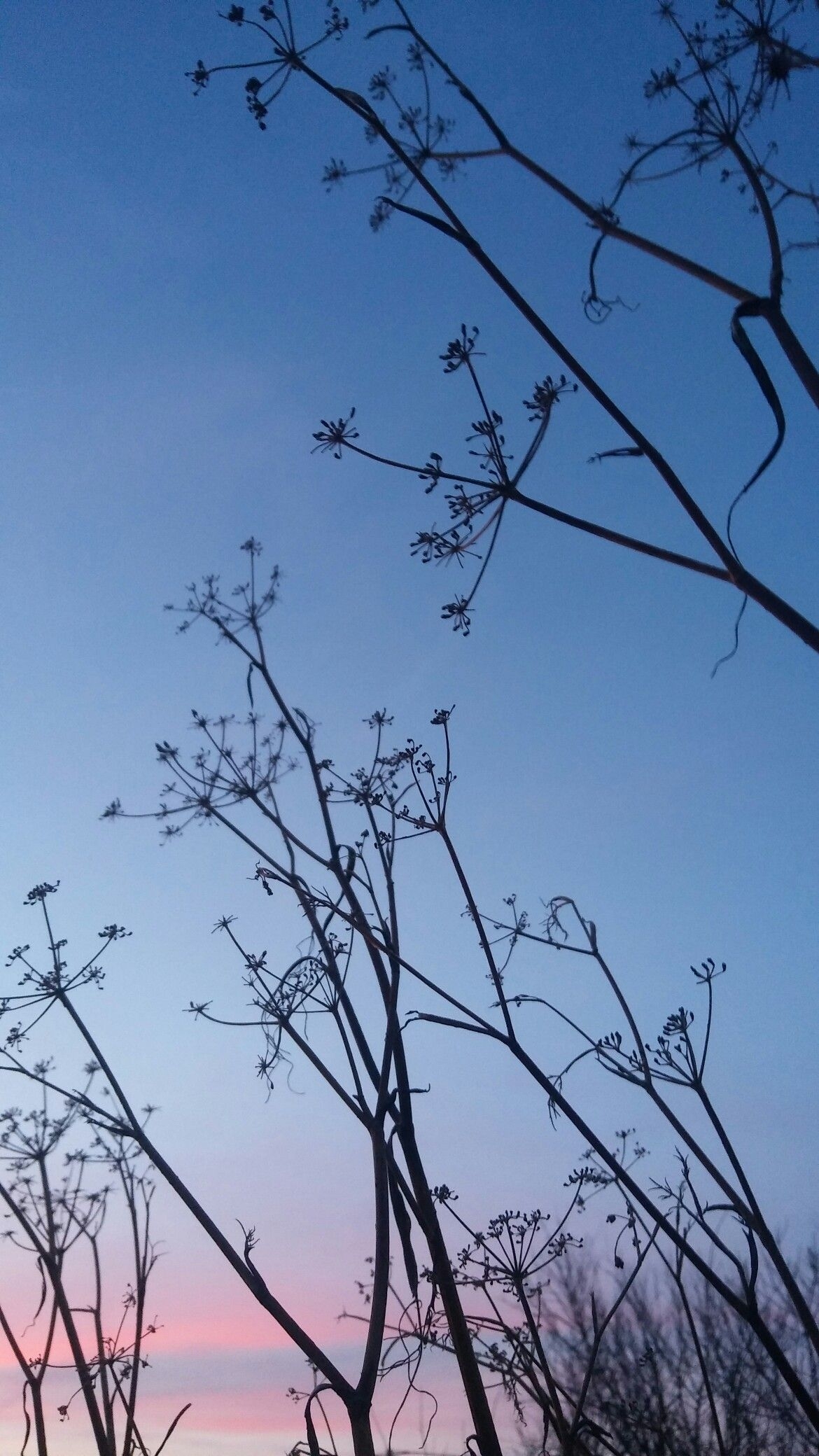 1170x2080 Nature sunset no filter wallpaper. Nature, Pretty wallpaper, Phone
