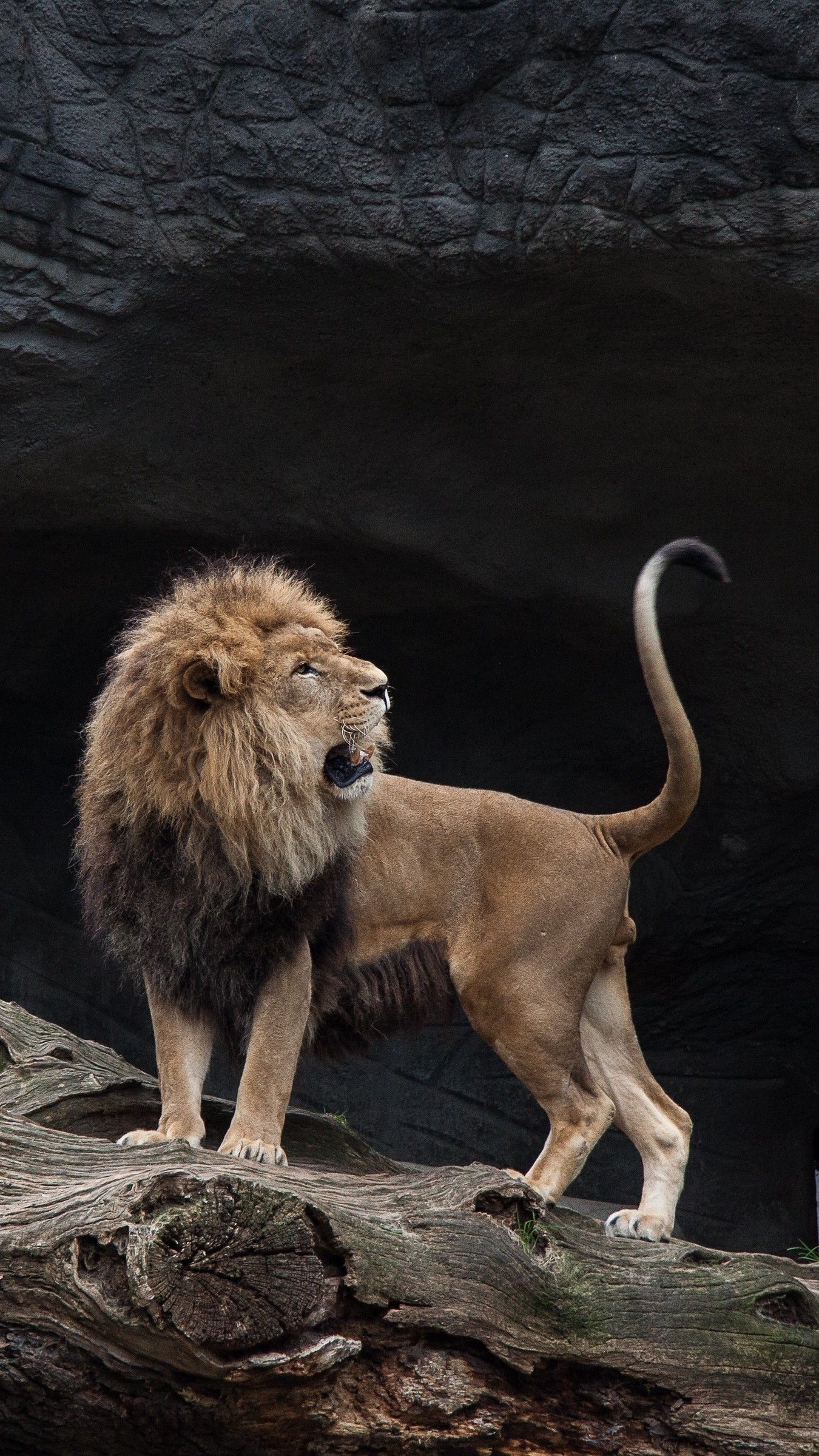1350x2400 Lion iPhone Wallpaper Free Lion iPhone Background, Phone