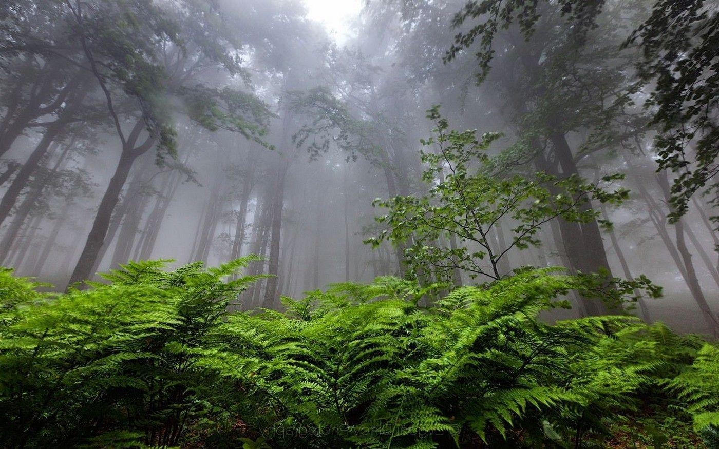 1400x880 nature, Landscape, Forest, Mist, Ferns, Bulgaria, Trees, Desktop