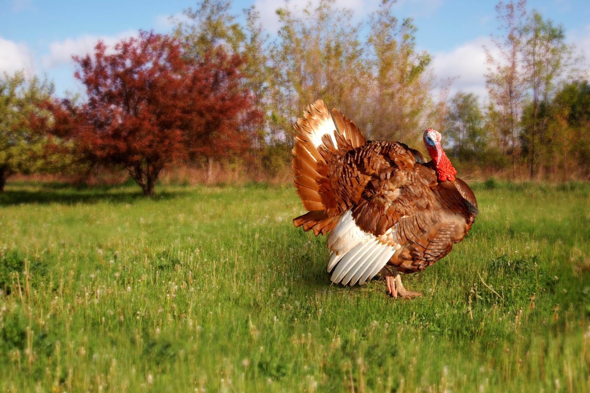 2000x1340 Hen Wallpaper. Free Download Colorful Cute Birds HD Desktop Image, Desktop