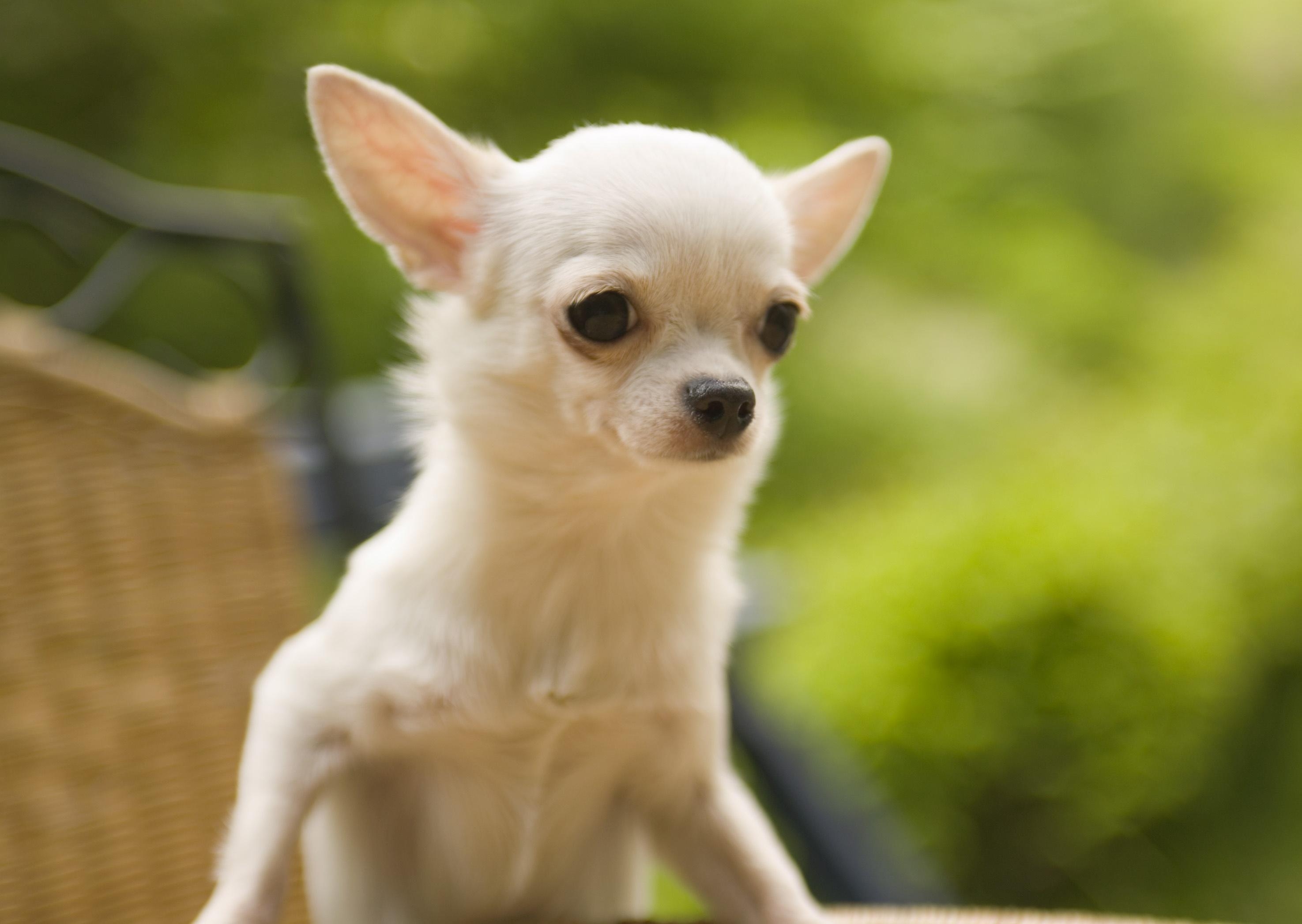 2950x2100 Chihuahua HD Wallpaper free, Desktop