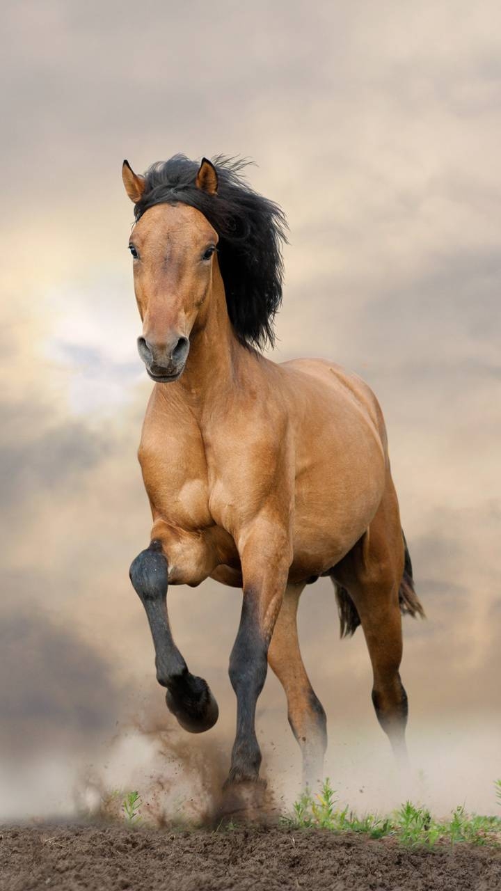 720x1280 Running horse wallpaper by georgekev.zedge.net, Phone