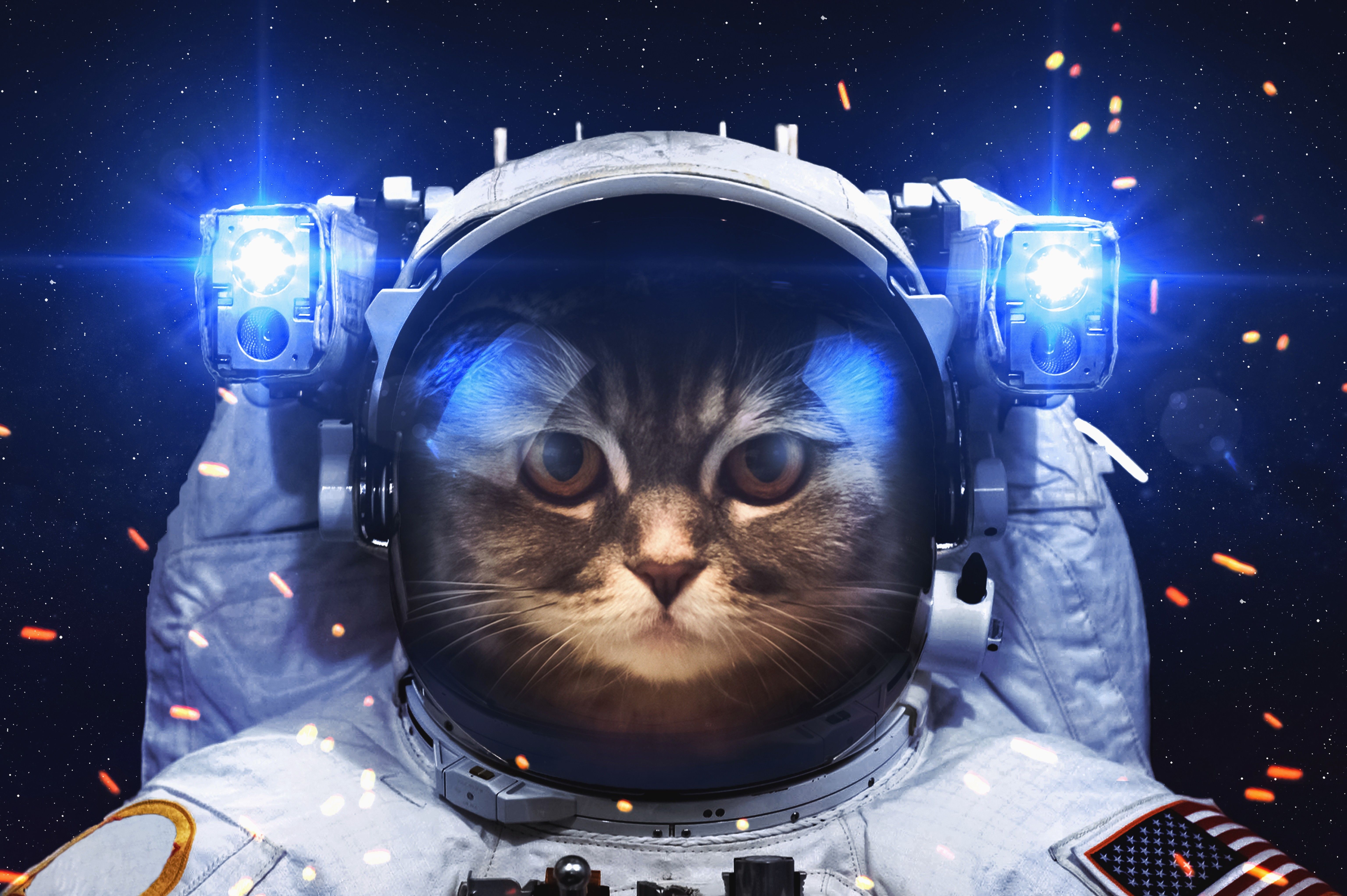 6150x4090 Astronaut Cat, HD Others, 4k Wallpaper, Image, Background, Photo, Desktop